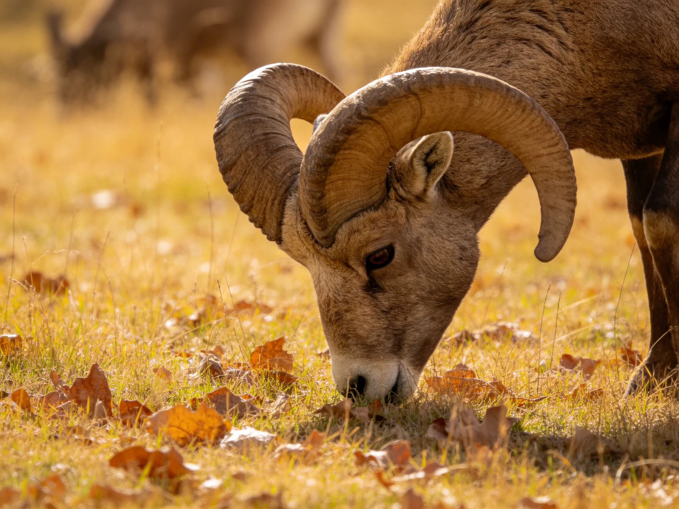 A ram with massive curved horns grazing in an autumnal grassy field