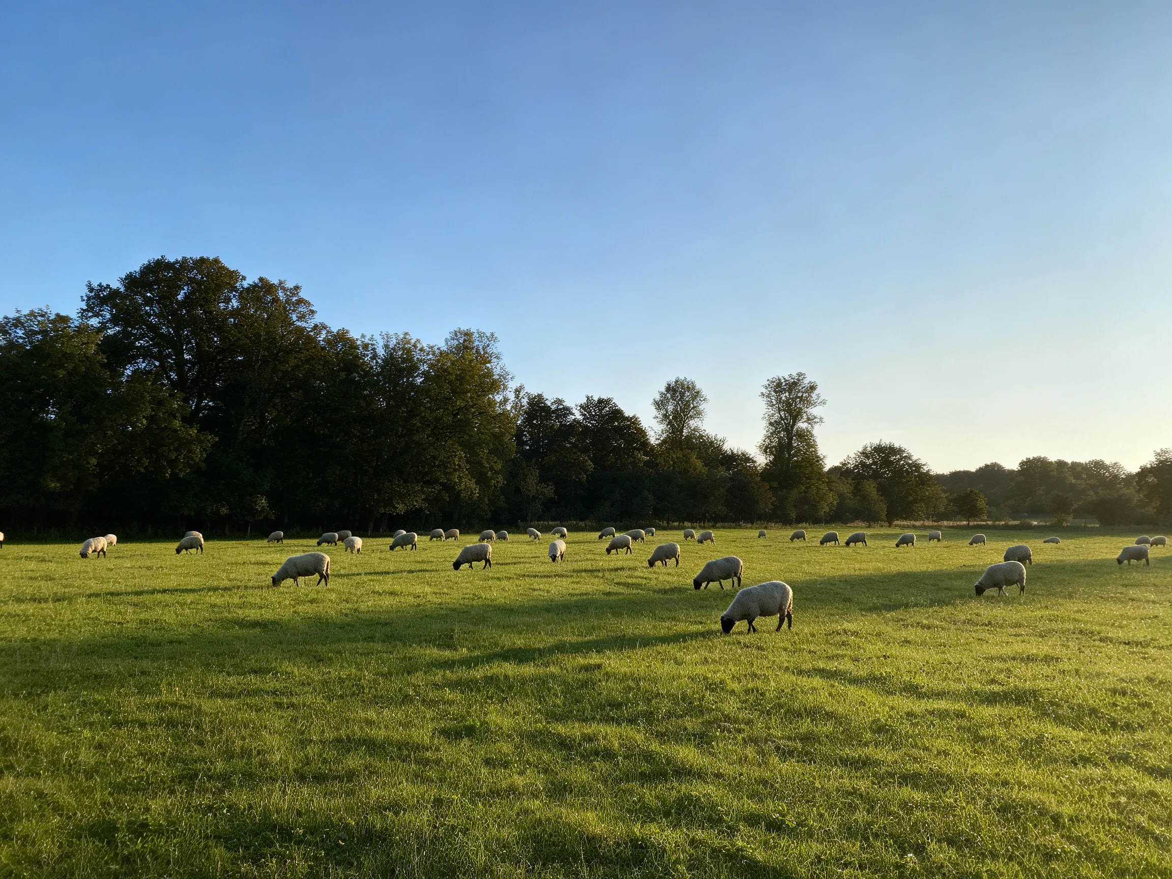 A serene field with many sheep grazing near lush green trees