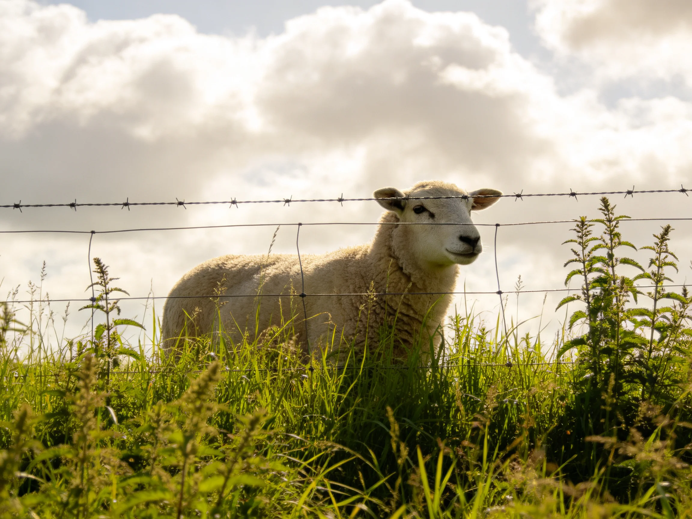 A sheep behind barbed wire in a sunlit green meadow