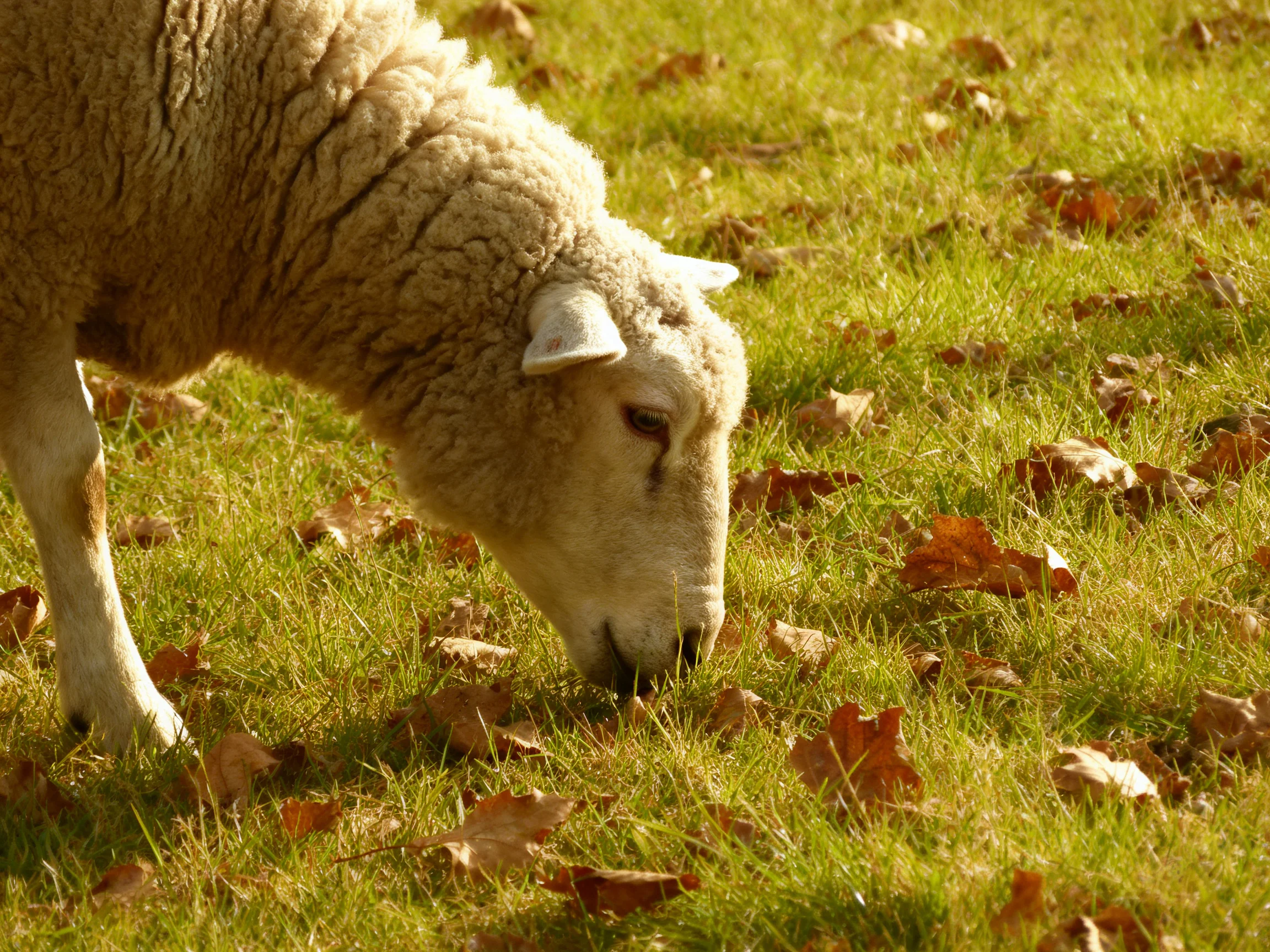 A sheep grazes among green grass and scattered brown autumn leaves