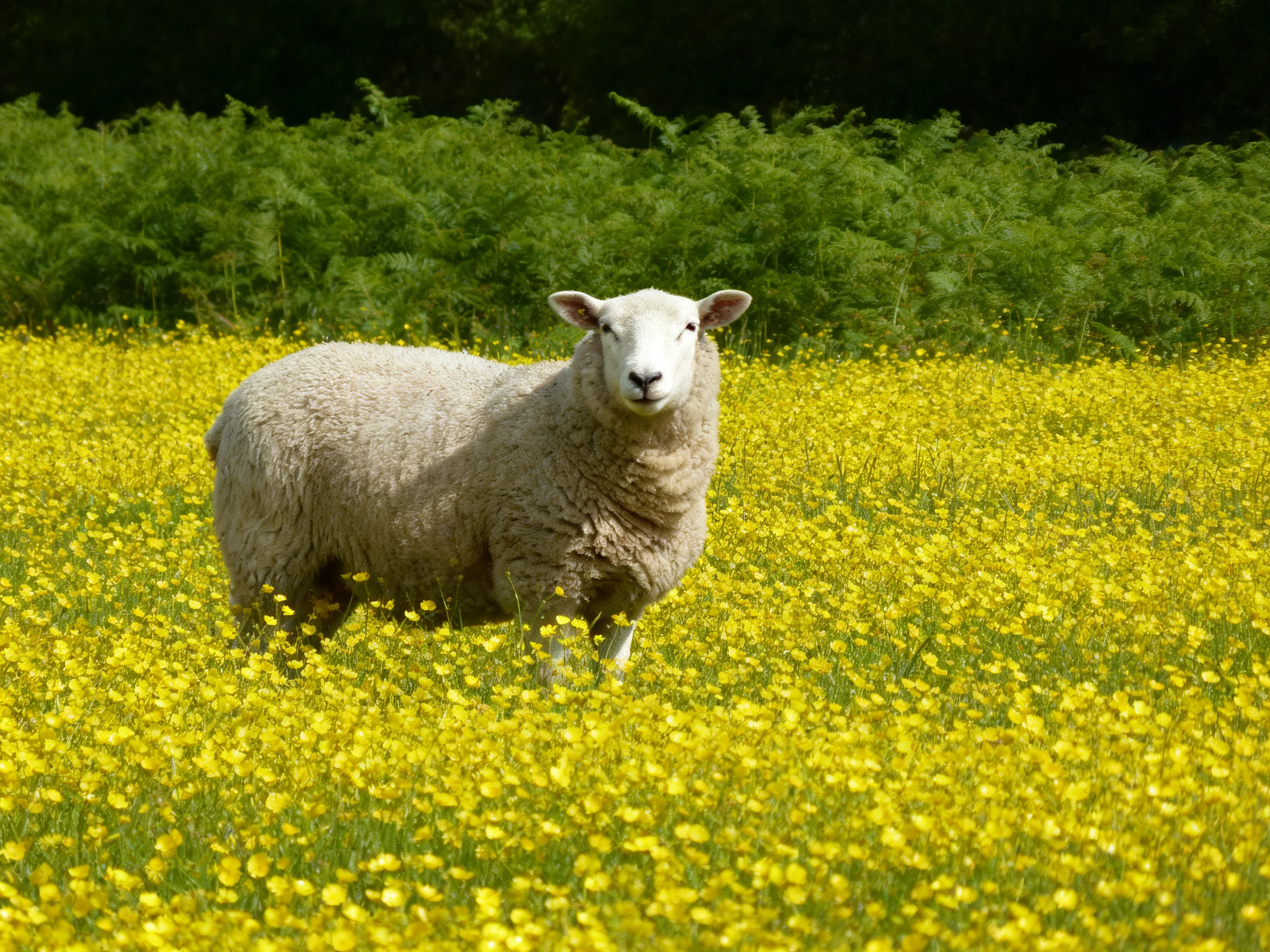 A sheep stands amidst a sea of bright yellow flowers with greenery in the background.