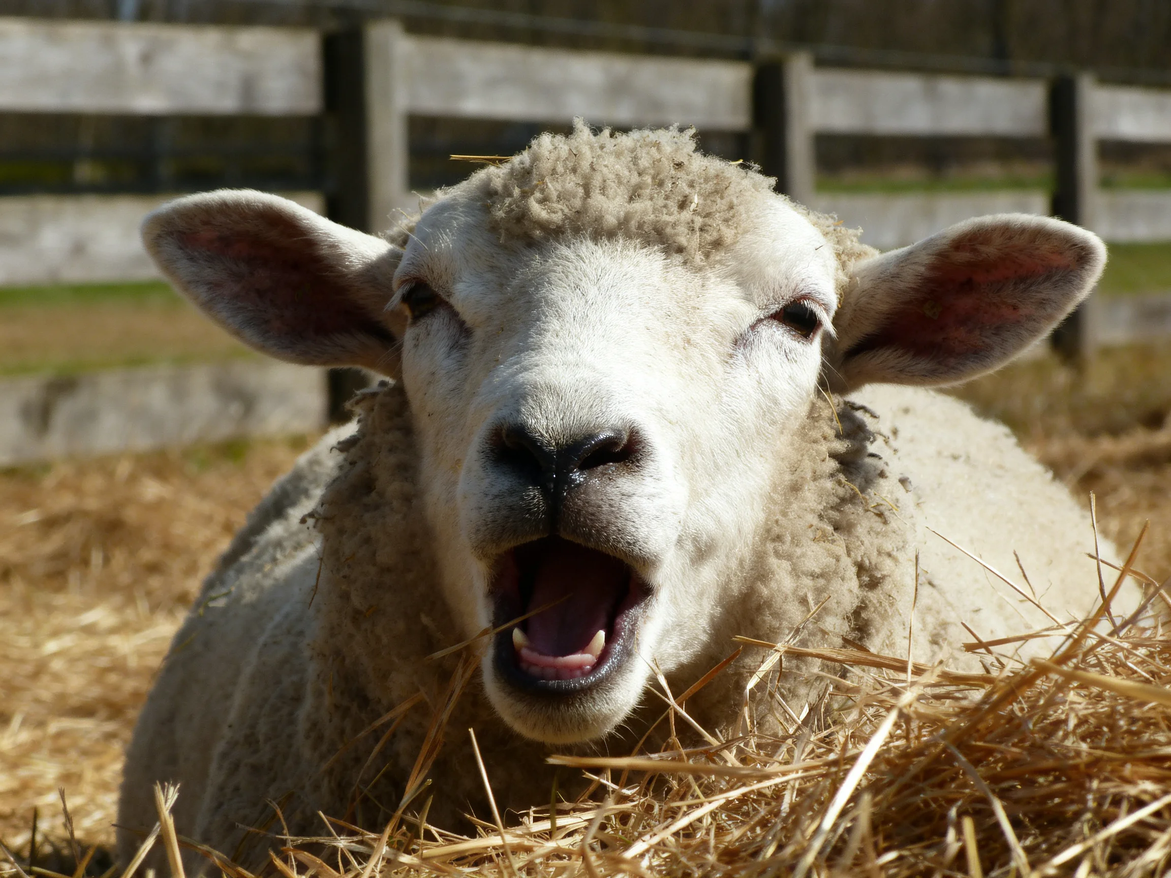 A sheep resting amid goldenstraw near a weathered wooden fence