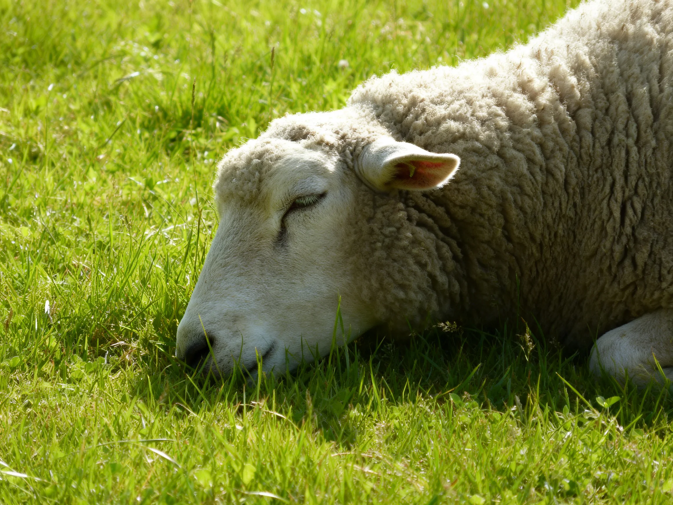 A sheep resting on lush green grass under sunny light