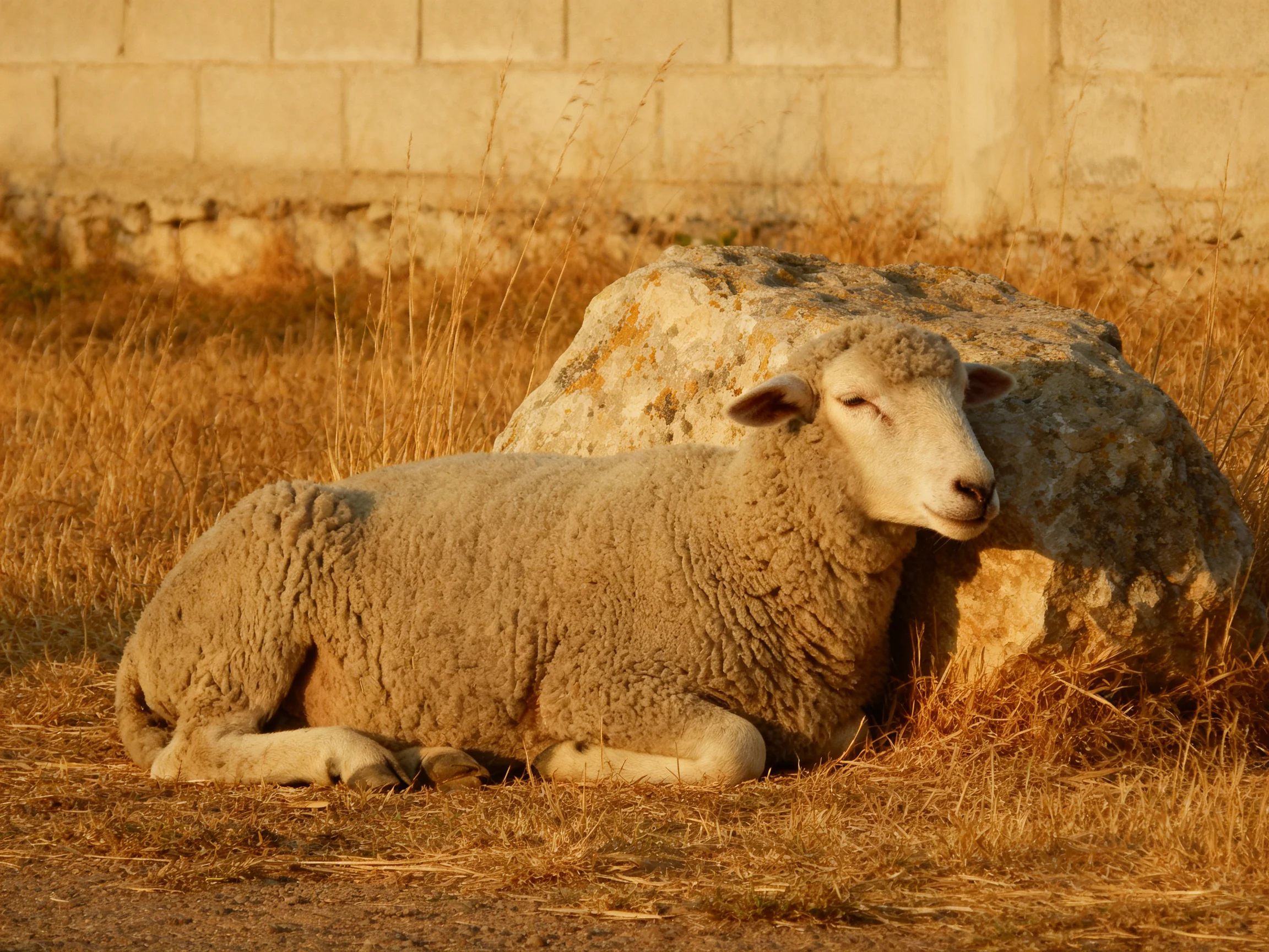 A sheep rests against a large rock near a stone wall