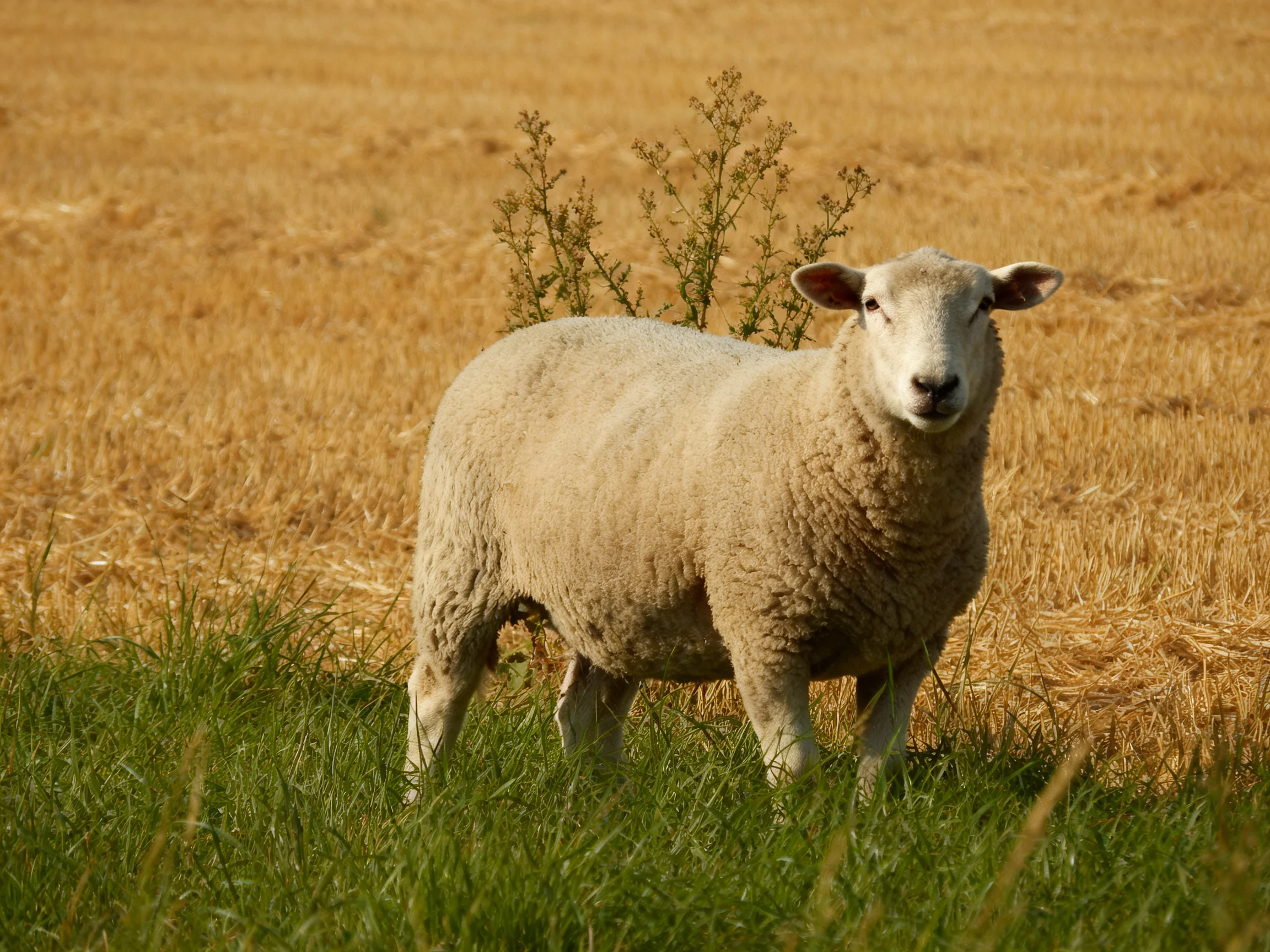 A sheep stands among green and golden fields with wild shrubs