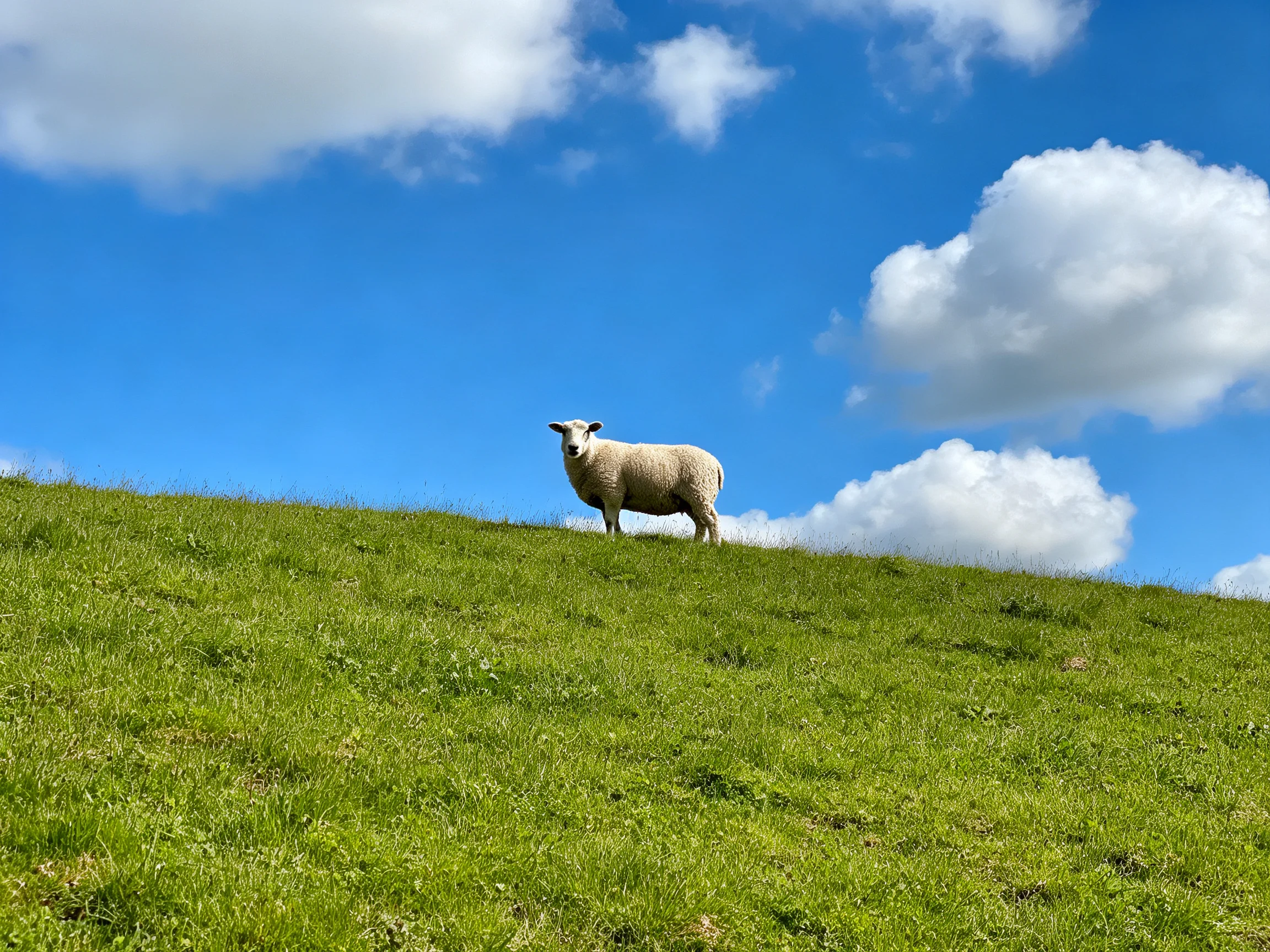 A sheep stands on a lush green hill under bright blue skies