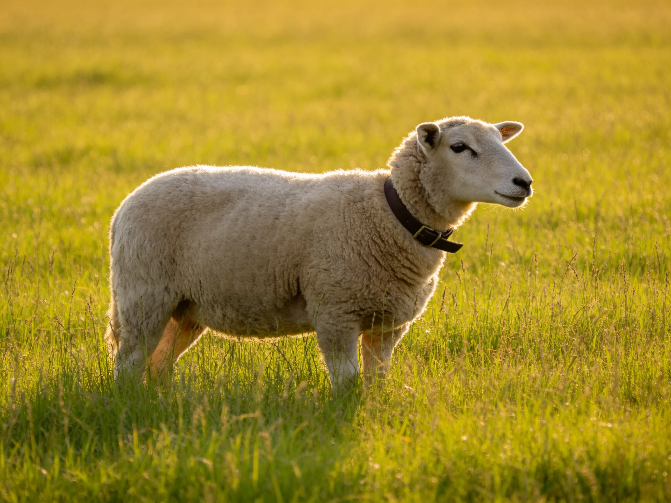 A sheep with a dark collar stands in a golden-green meadow
