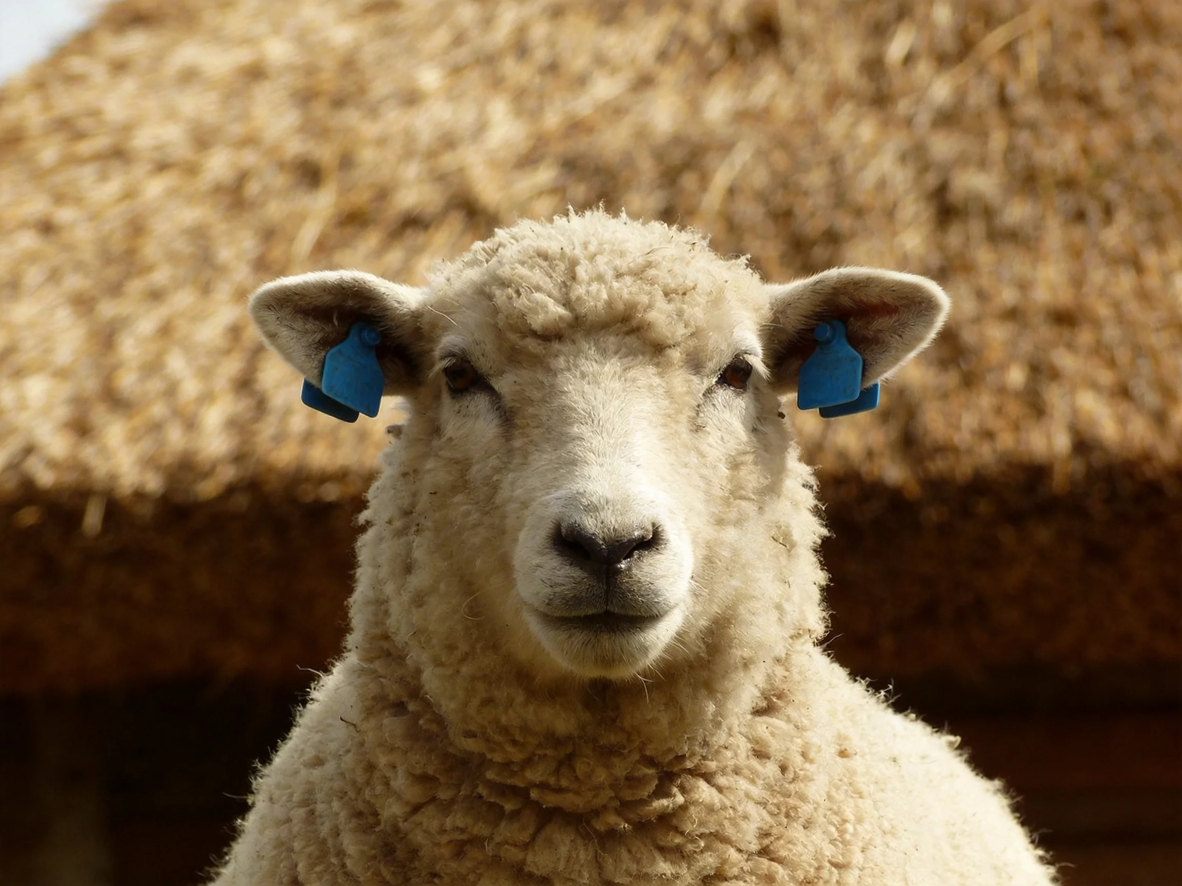 A sheep with blue ear tags stands before a straw-thatched structure