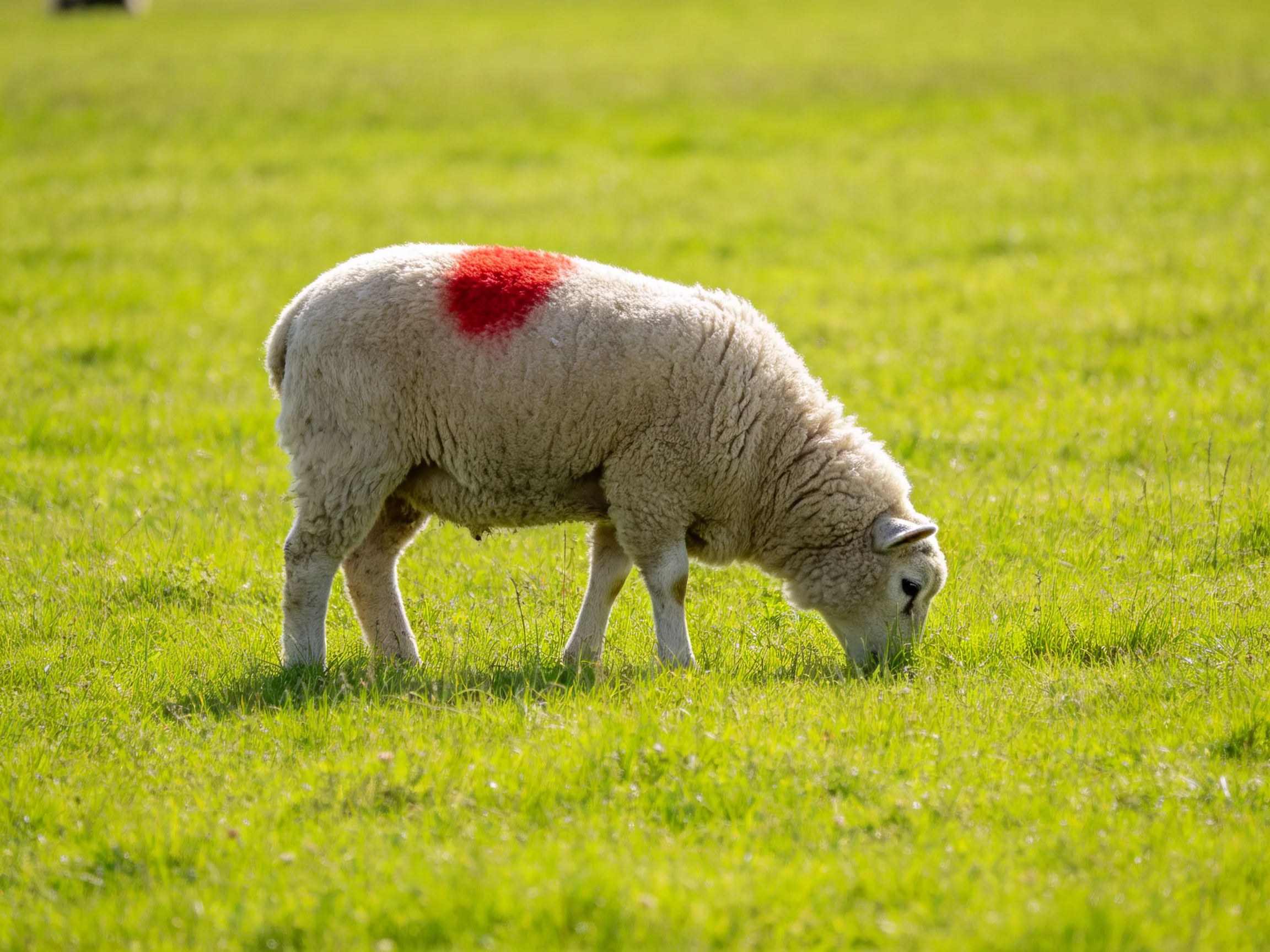 A sheep with red marking grazes in green pasture