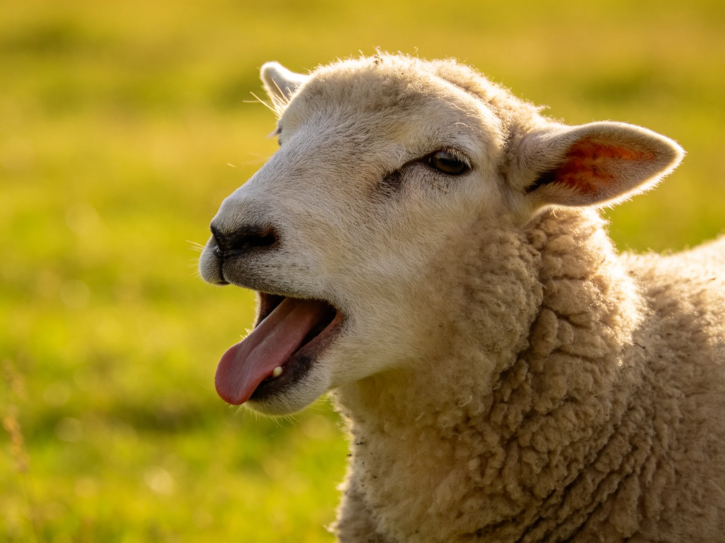 A sheep with thick beige wool yawns in a sunlit green meadow