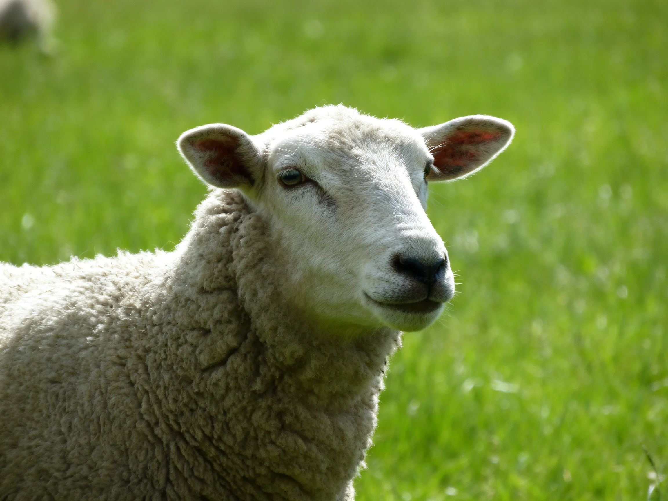 A sheep with thick gray wool in a lush green meadow