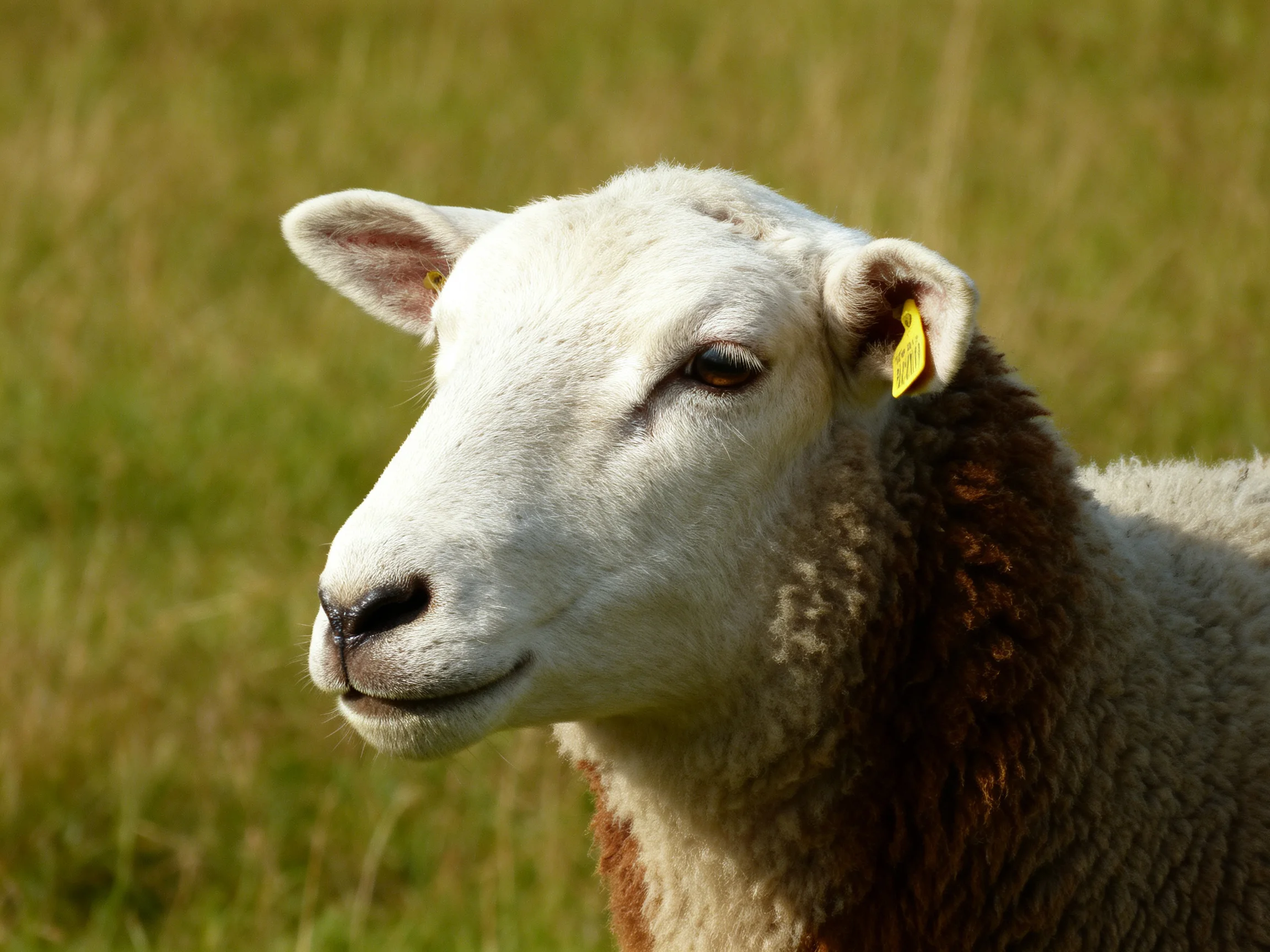 A sheep with white and brown wool near green grass with a yellow ear tag