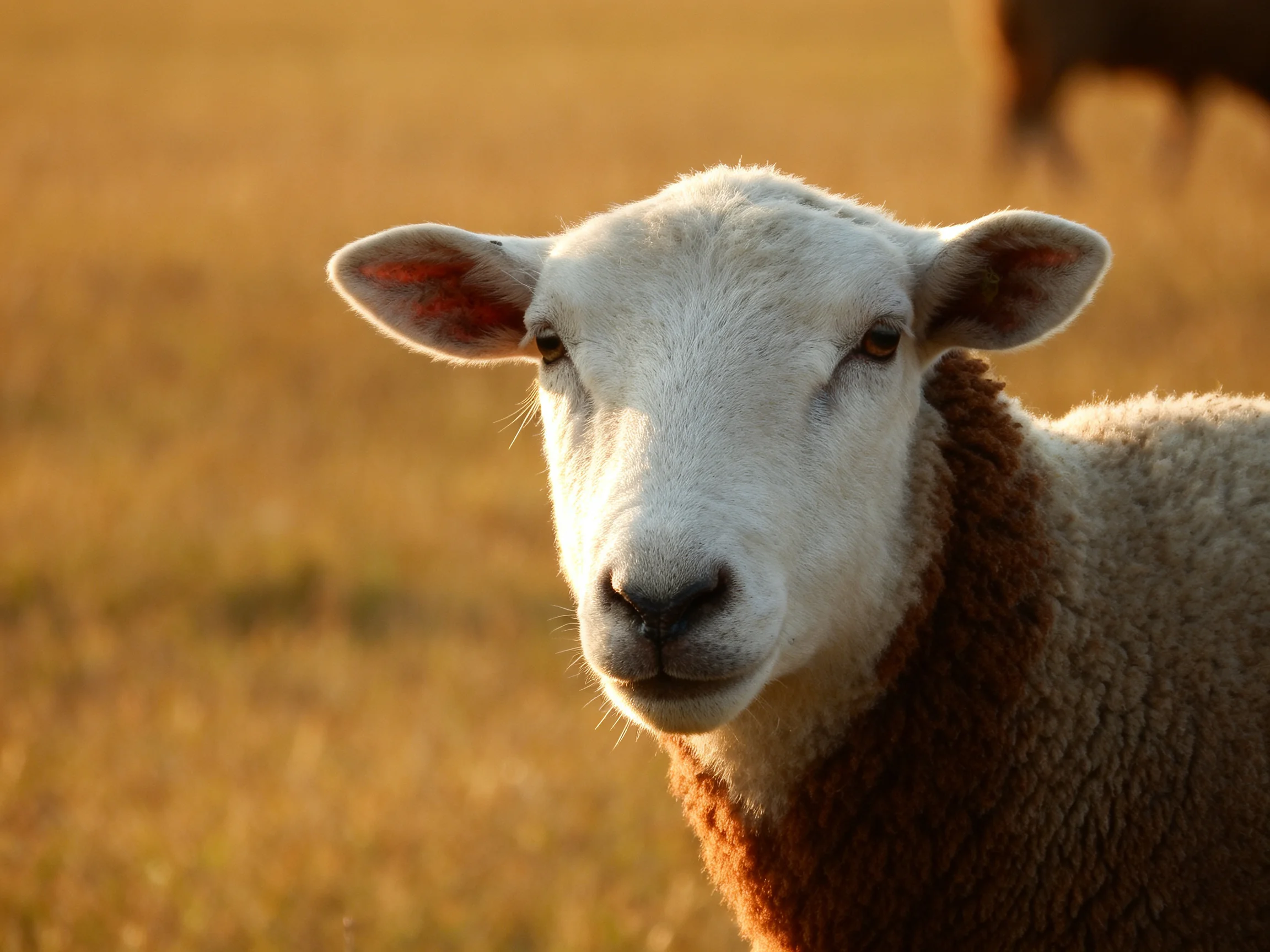 A sheep with white face and brown neck in golden field