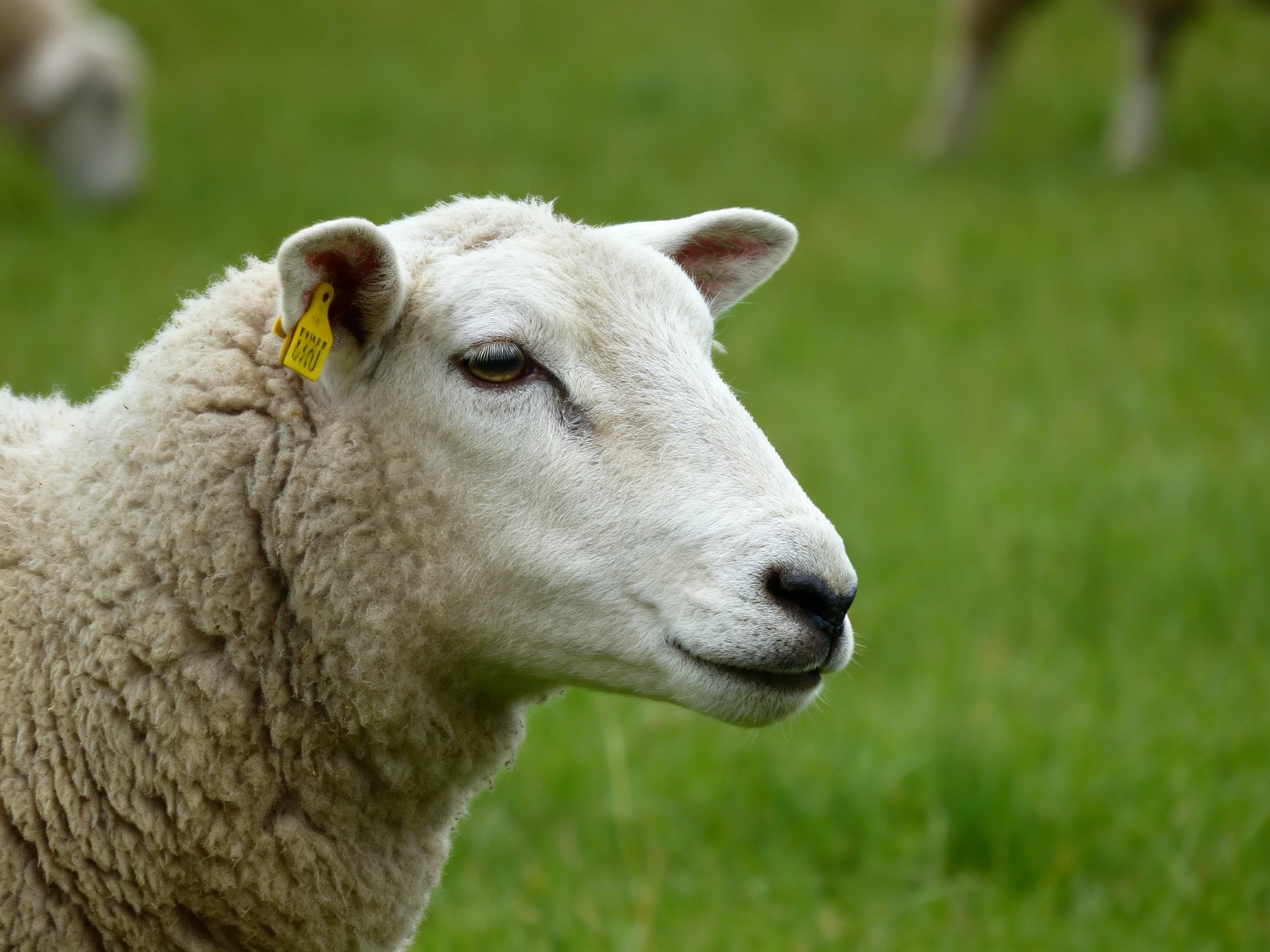 A sheep with white wool and yellow ear tag in a green pasture