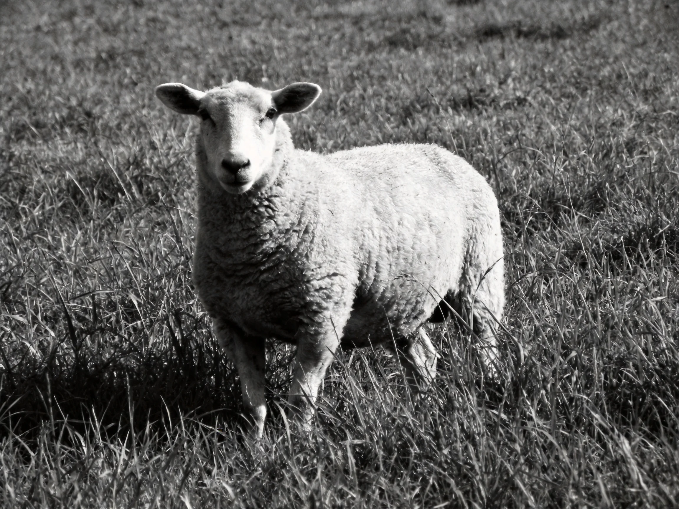 A single sheep stands in tall, textured grass in black and white