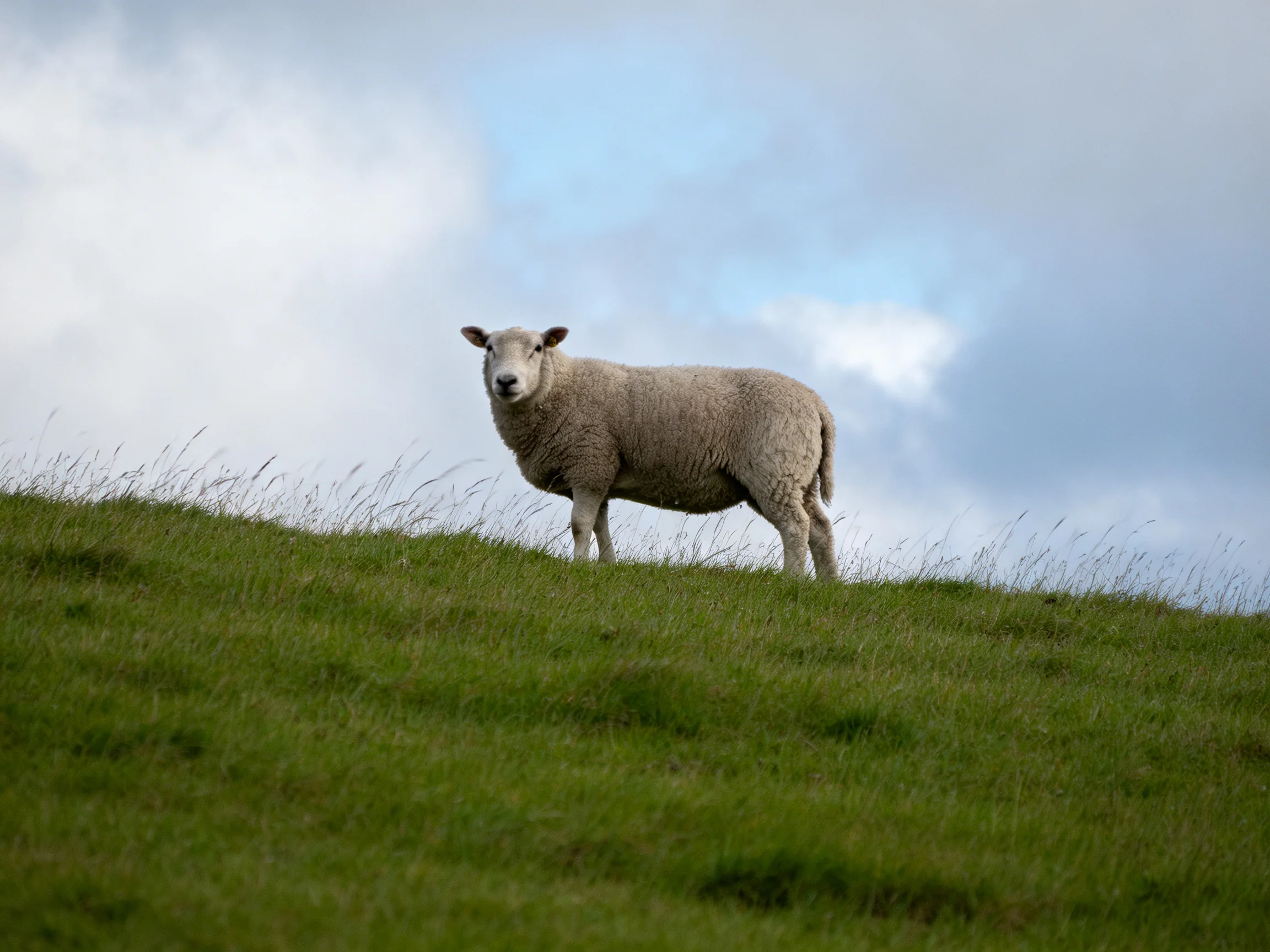 A sheep stands alone on a grassy hill under a partly cloudy sky.