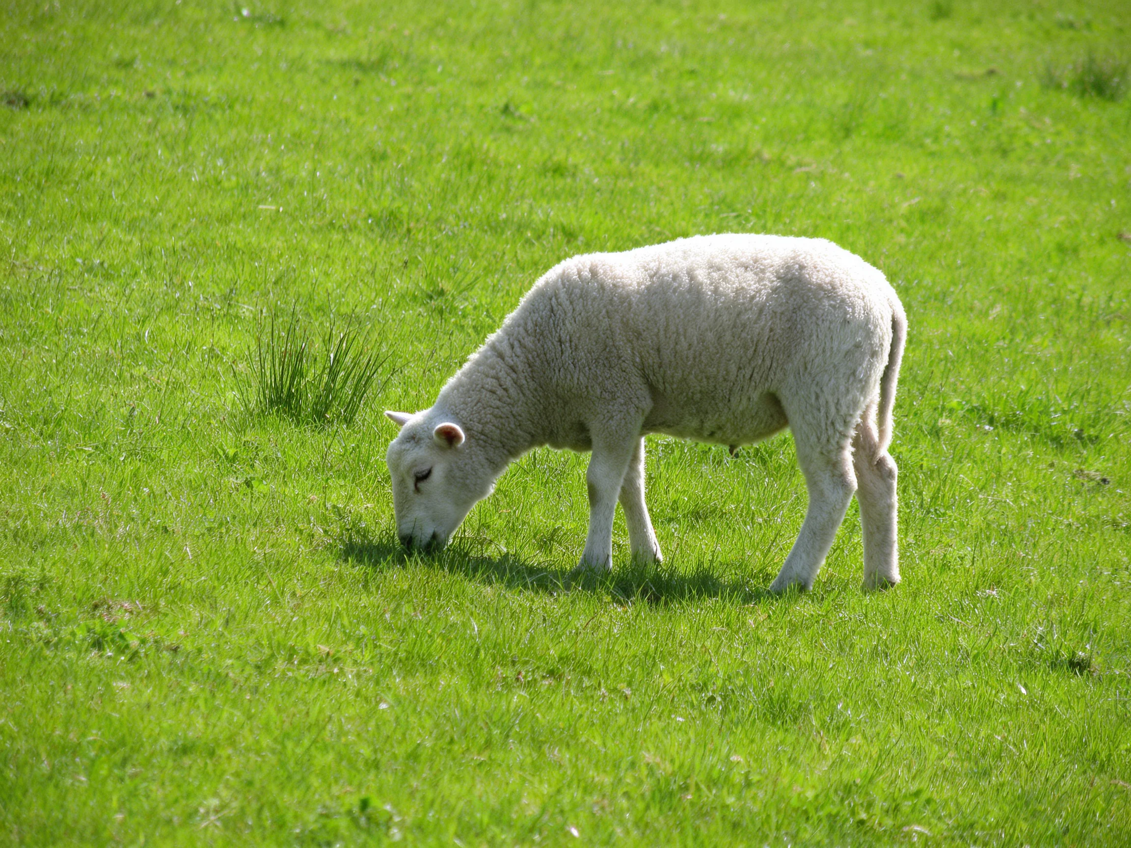 A single white lamb grazing in a vibrant green meadow