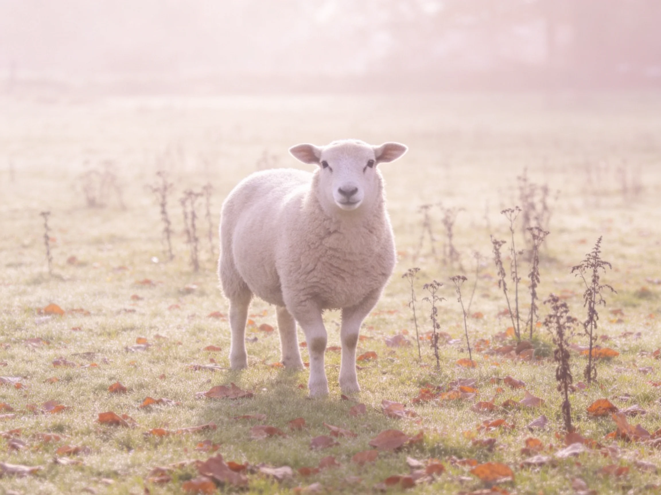 A single white lamb stands in a foggy autumn meadow