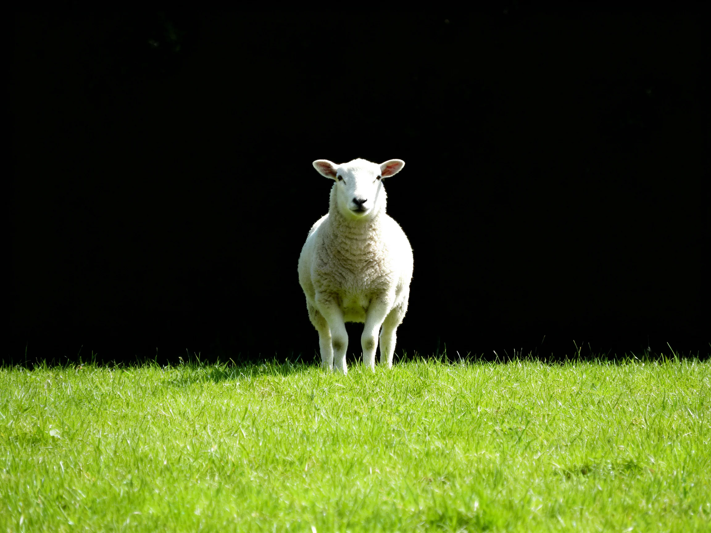 A single white lamb stands on vibrant green grass against a black backdrop