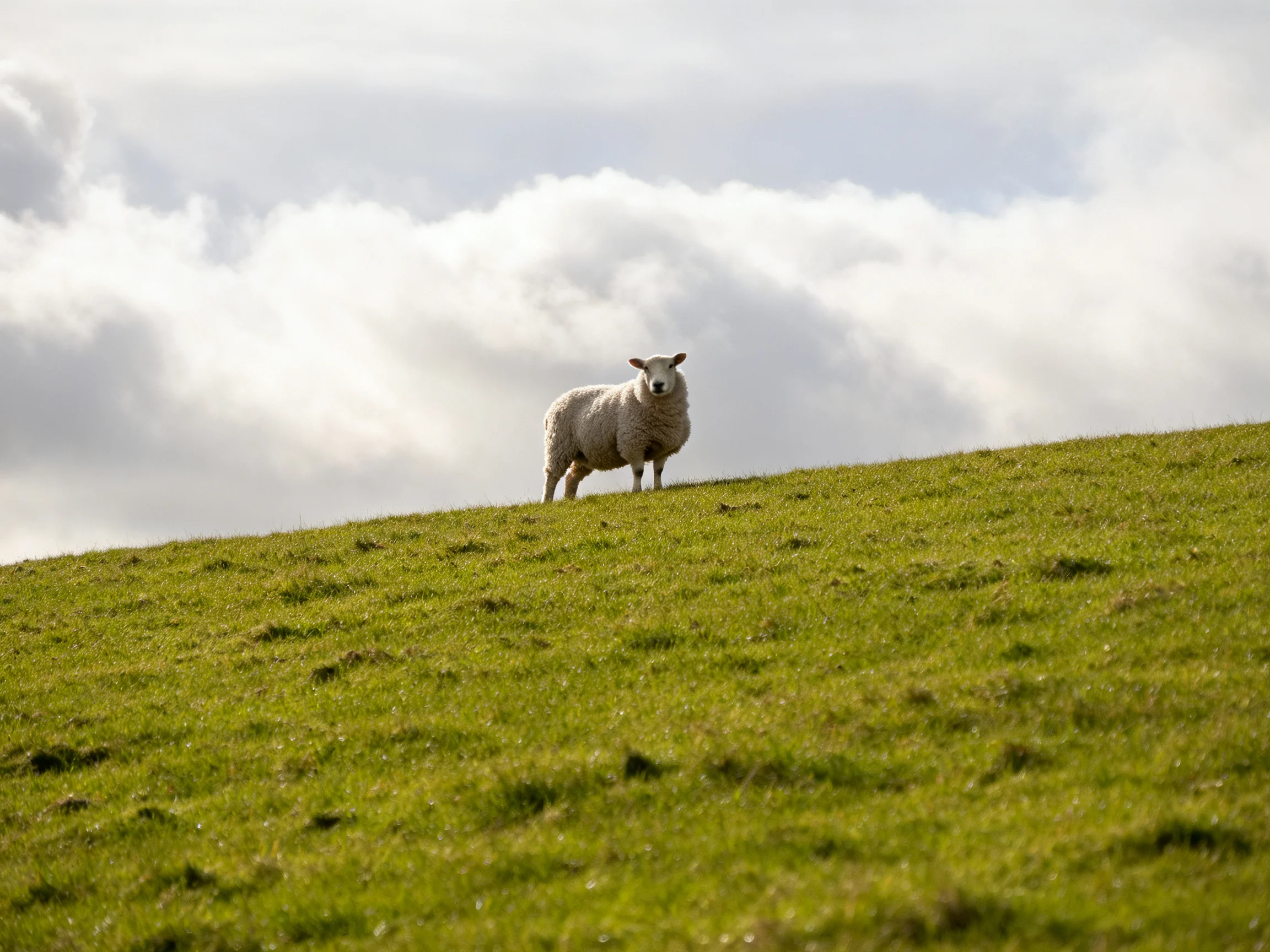 A single white sheep stands on a lush green hillside under cloudy skies.