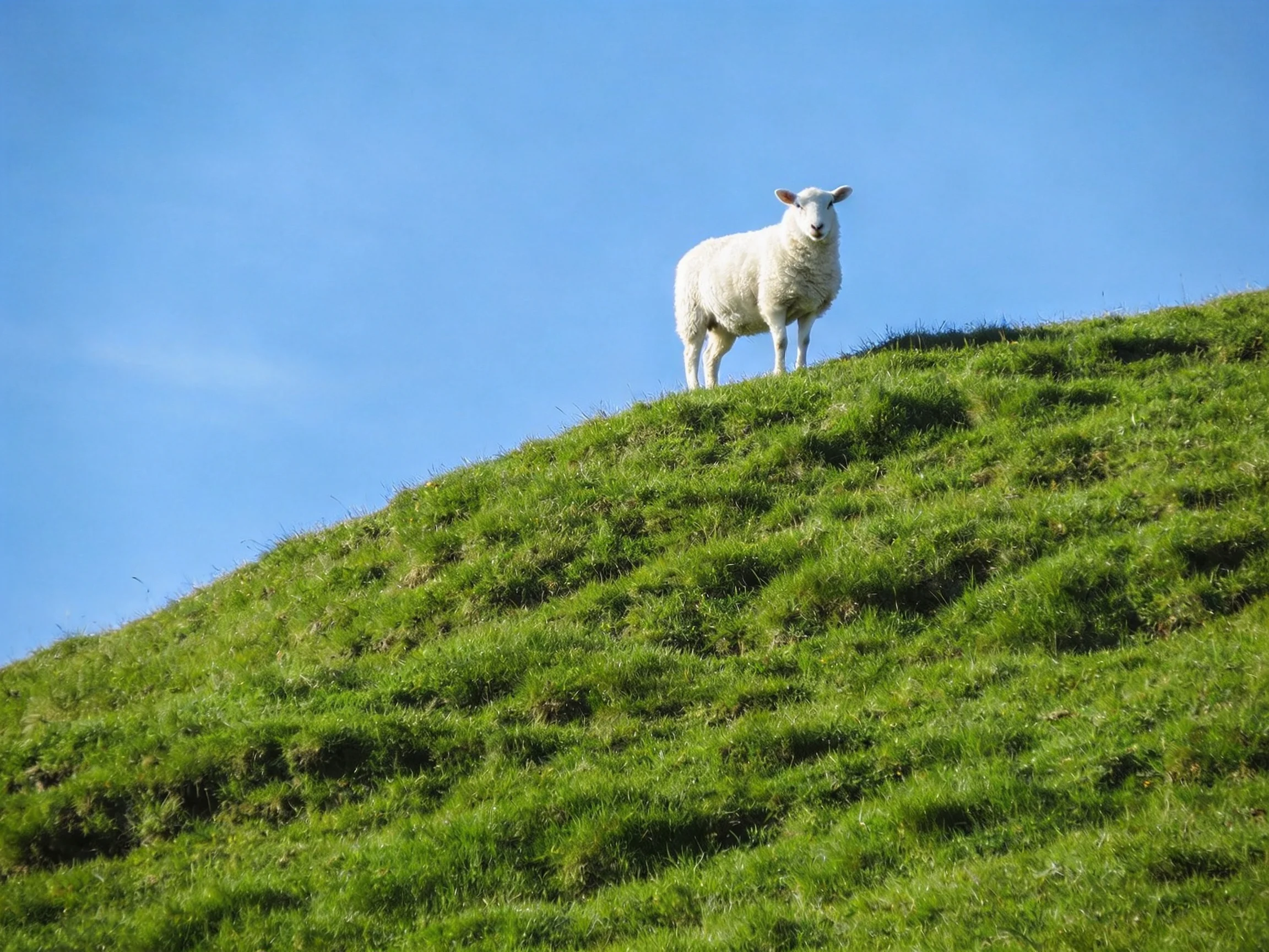 A single white sheep stands on a lush green hilltop under clear blue sky