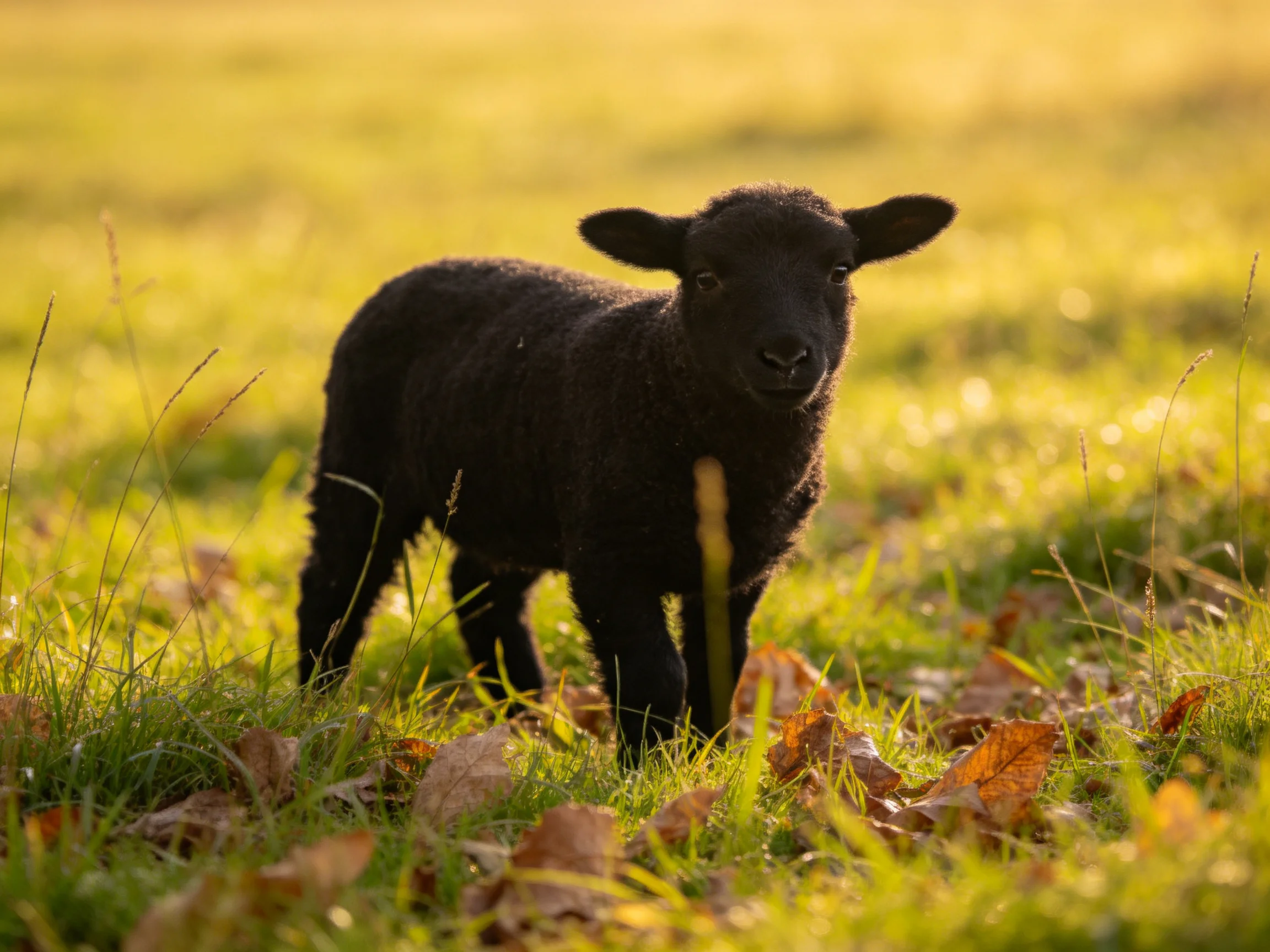 A small black lamb stands in a sunlit grassy area with scattered leaves