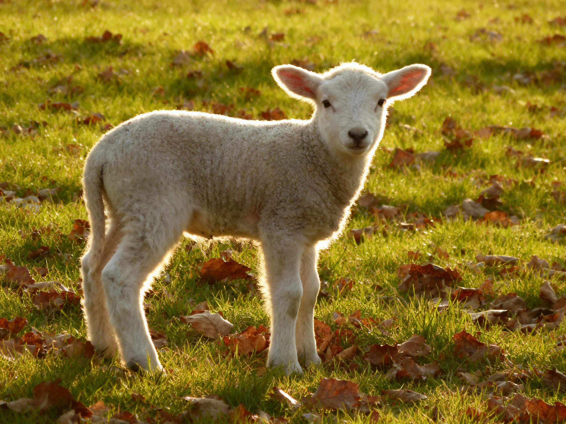 A small white lamb on sunlit grass with scattered brown leaves