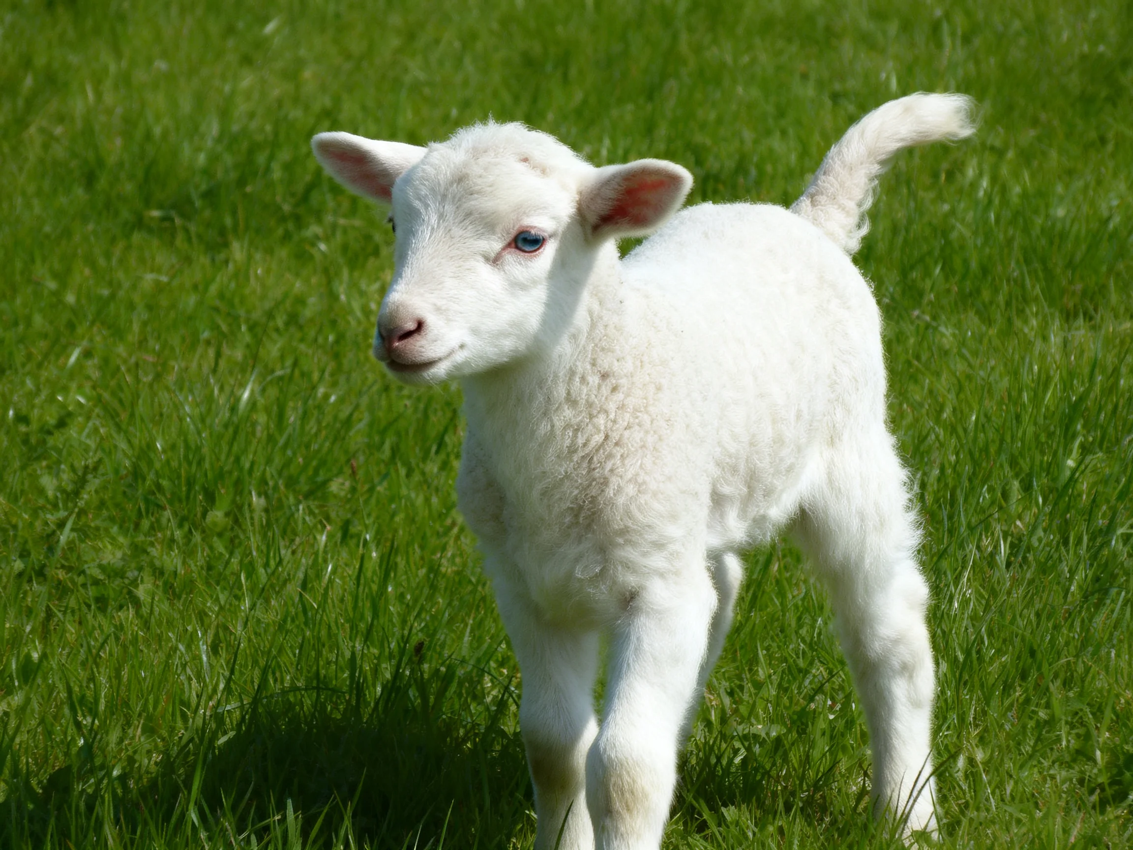 A small white lamb with pink ears on lush green grass
