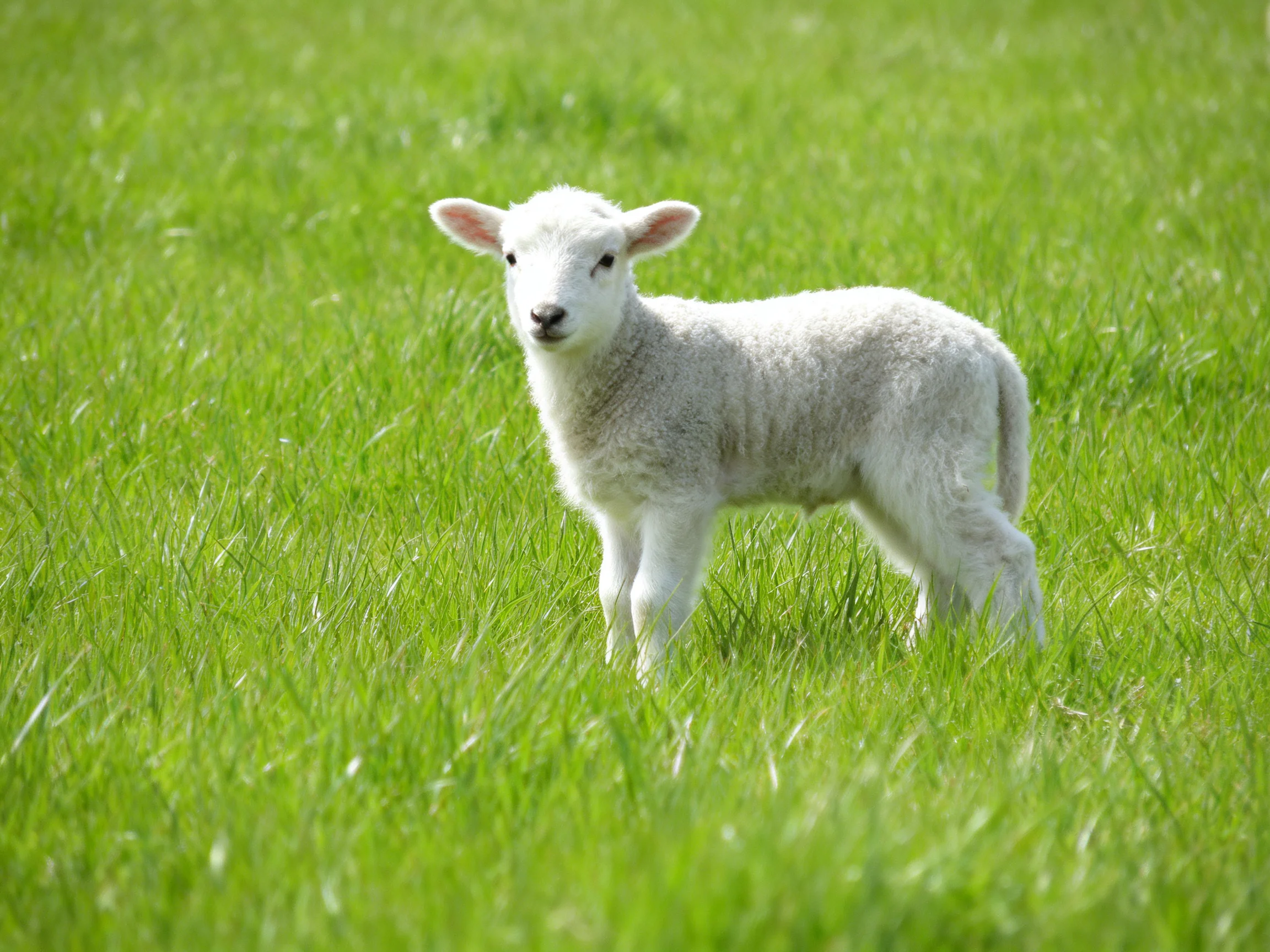 A small white lamb with soft wool stands in lush green grass