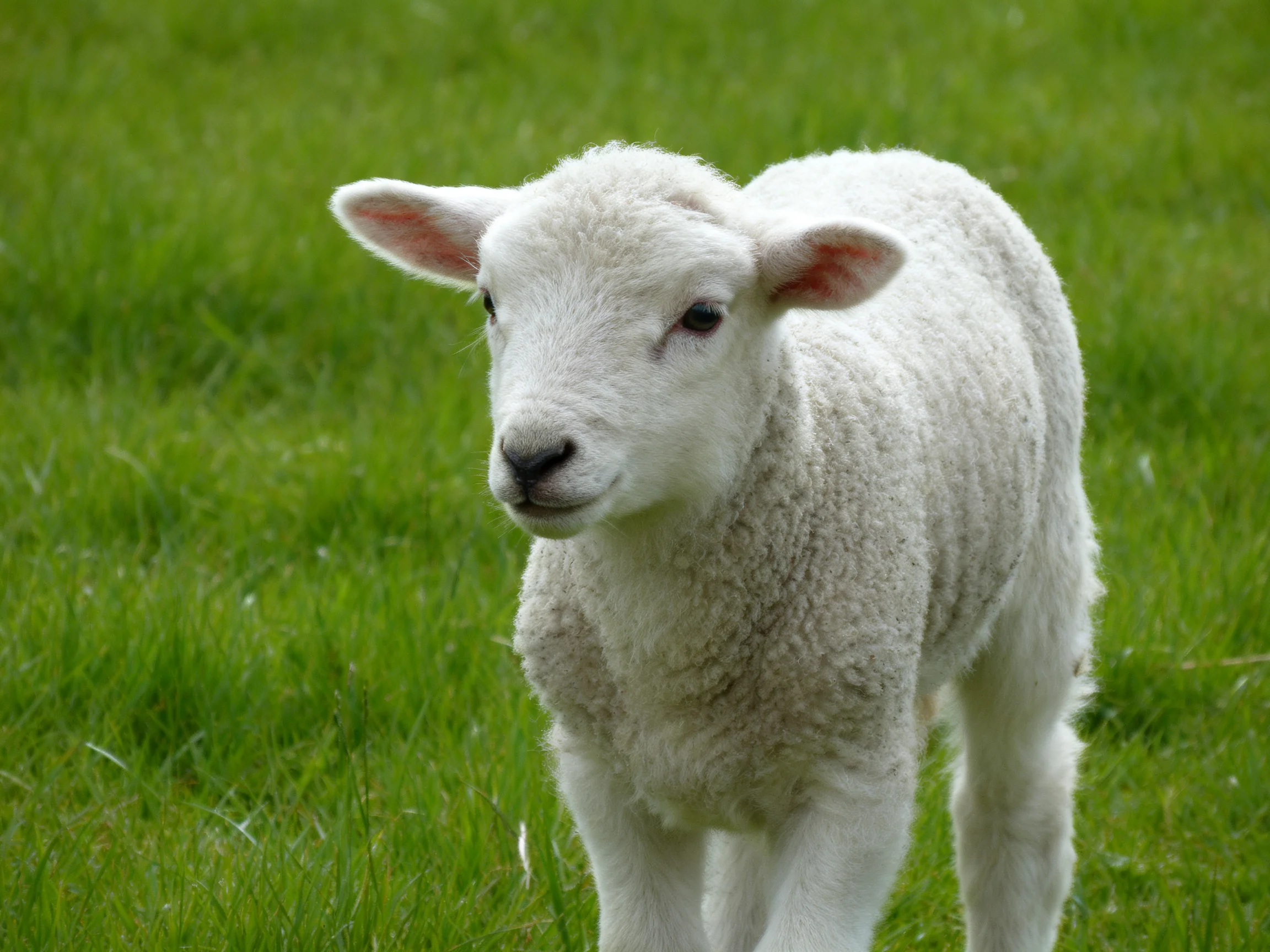 A small white lamb with thick wool stands on green grass