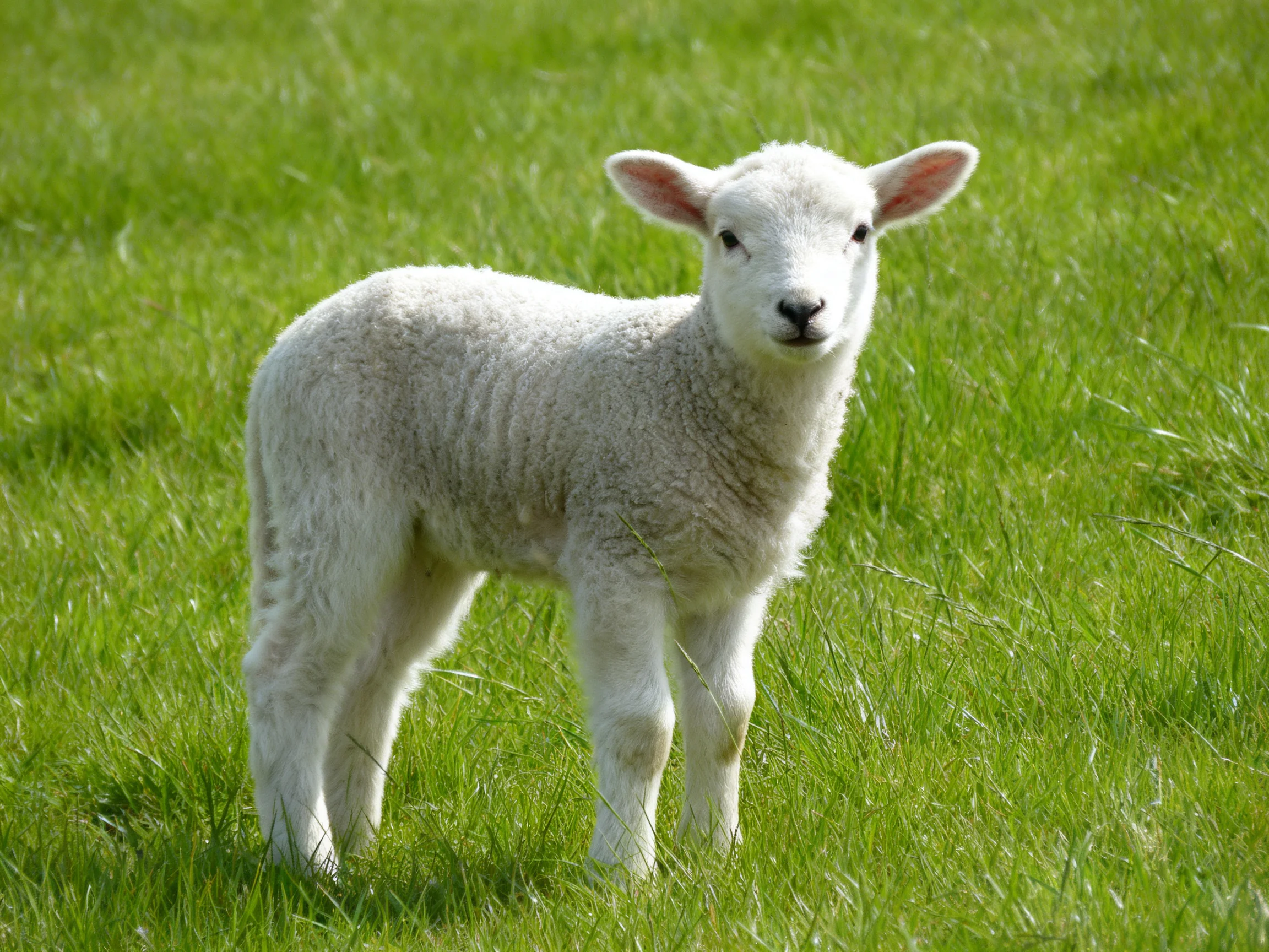 A small white lambstanding in lush green grass