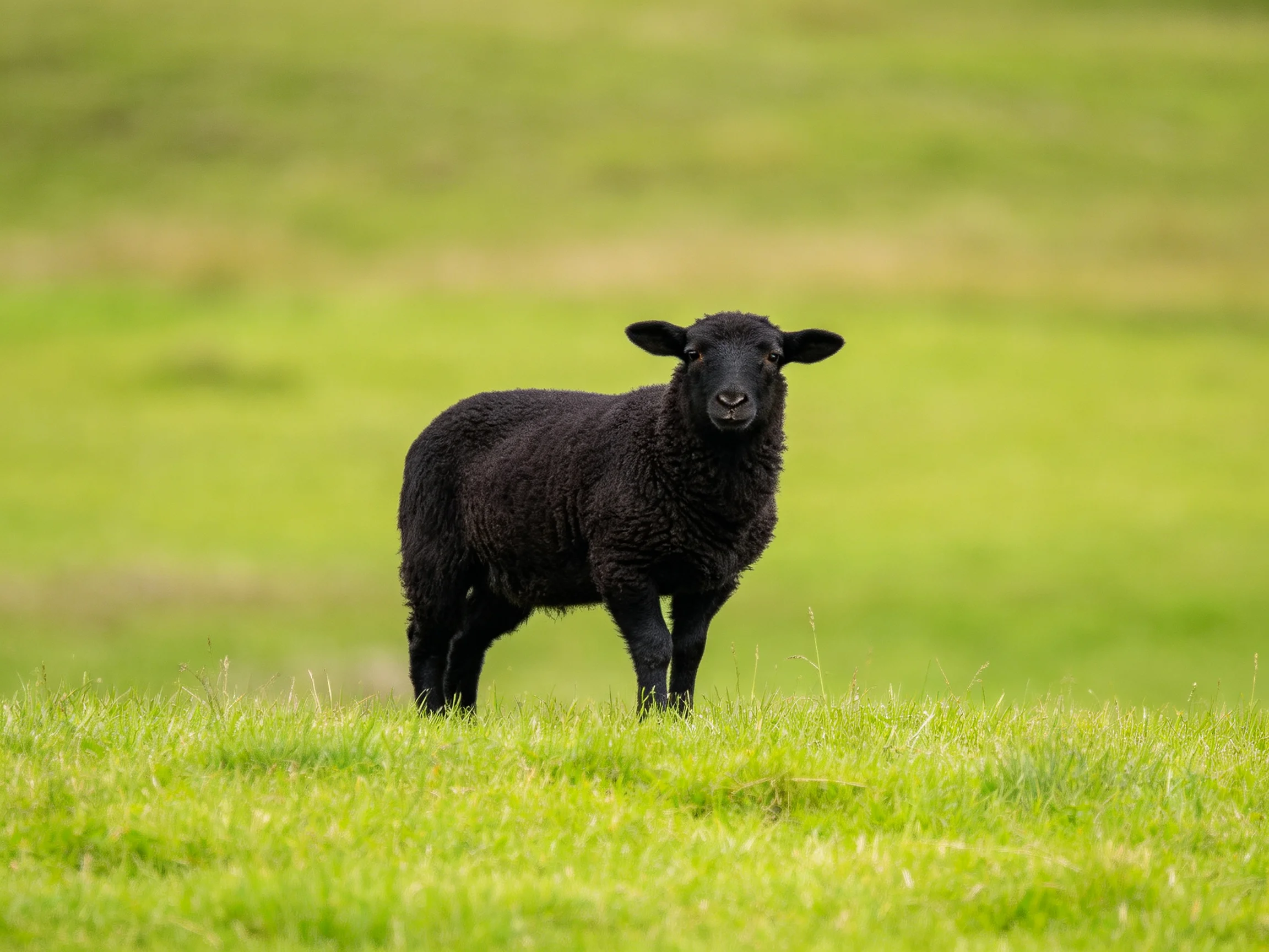 A solitary black lamb stands in a lush green pasture
