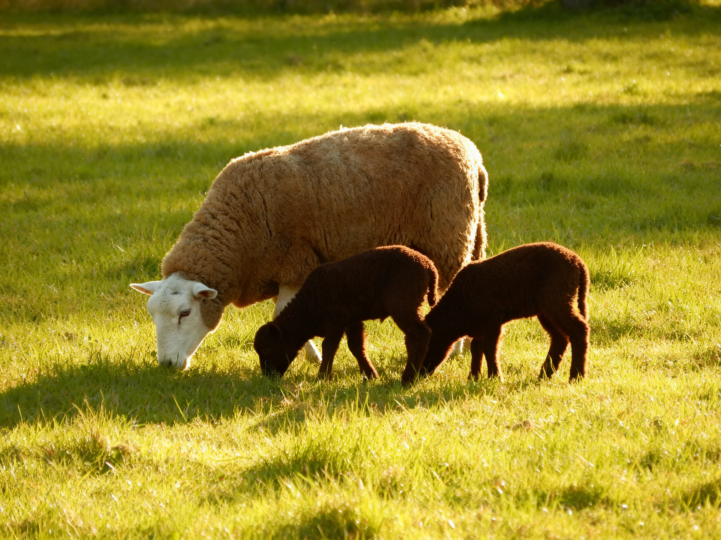 A tan sheep and two brown lambs graze in a sunlit meadow