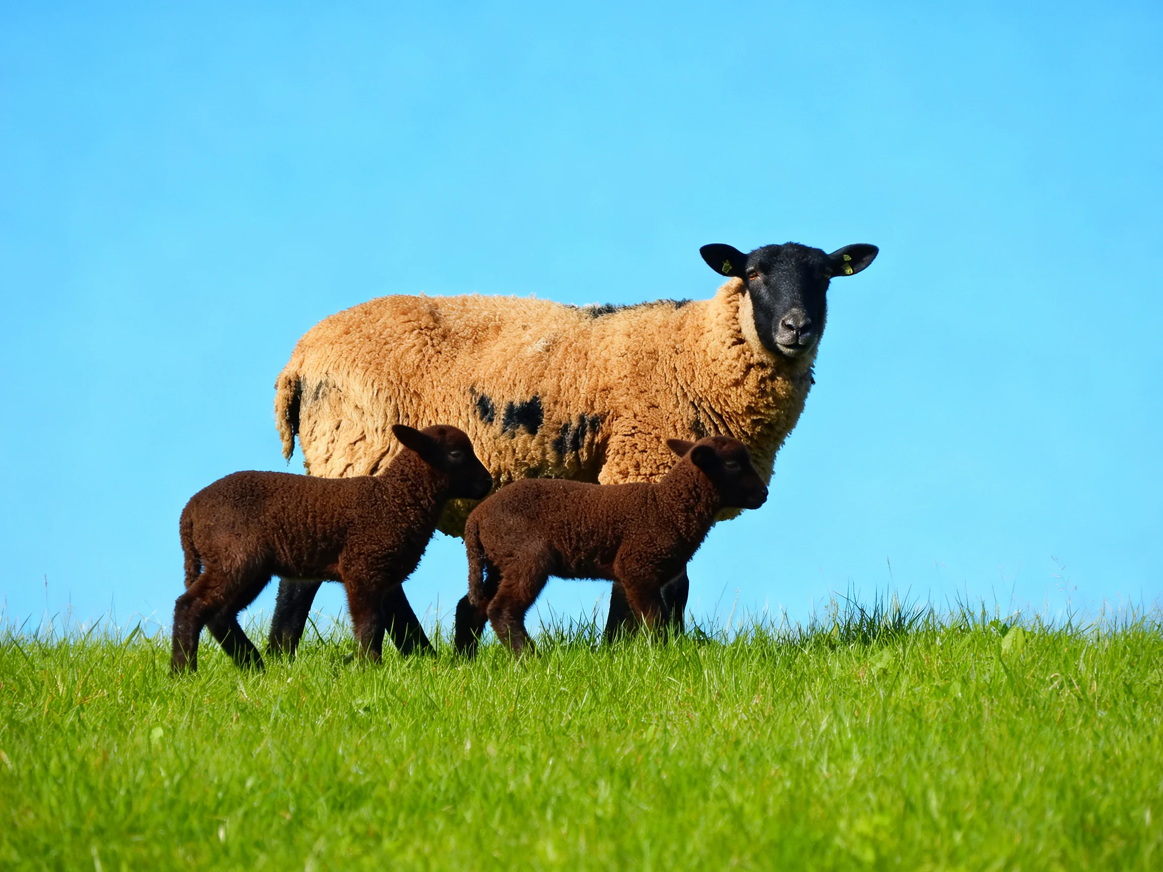 A tan sheep with black markings stands near two brown lambs