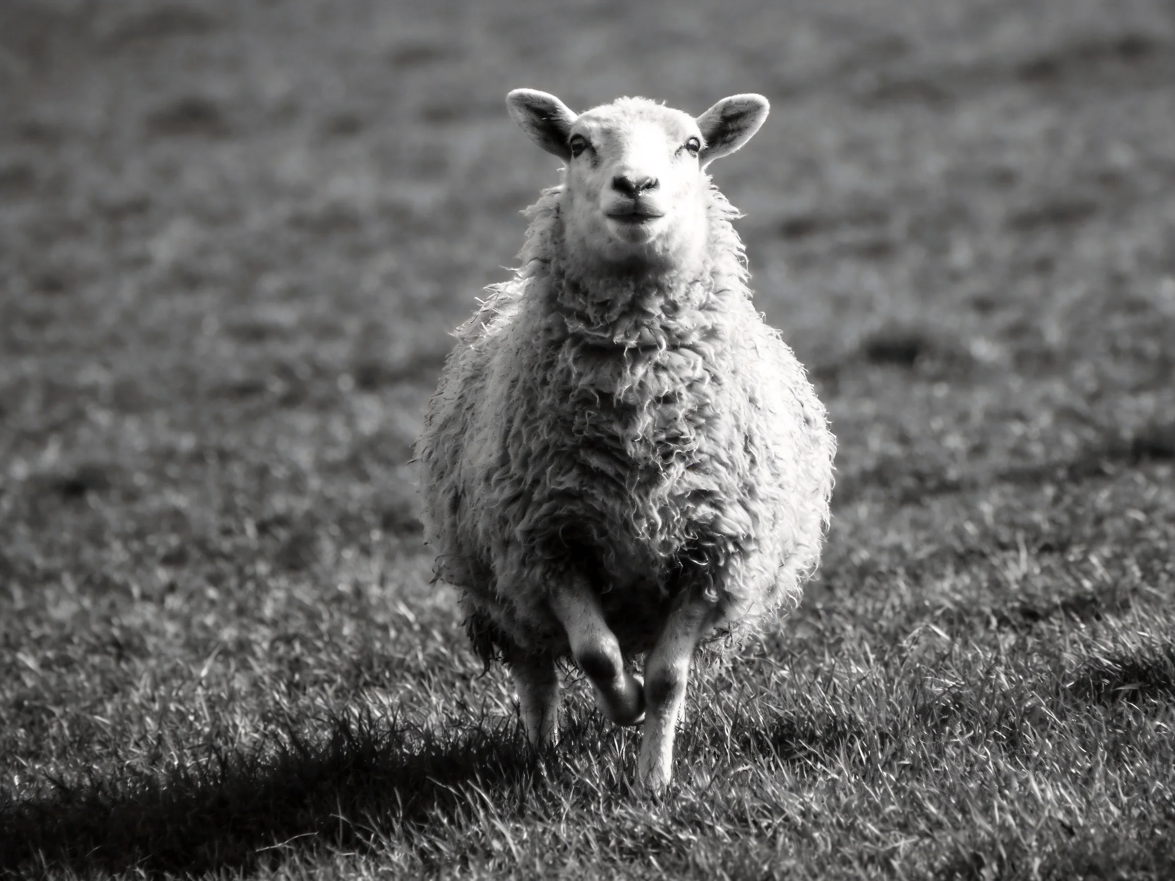 A thick-coated sheep runs toward the camera in a grassy field