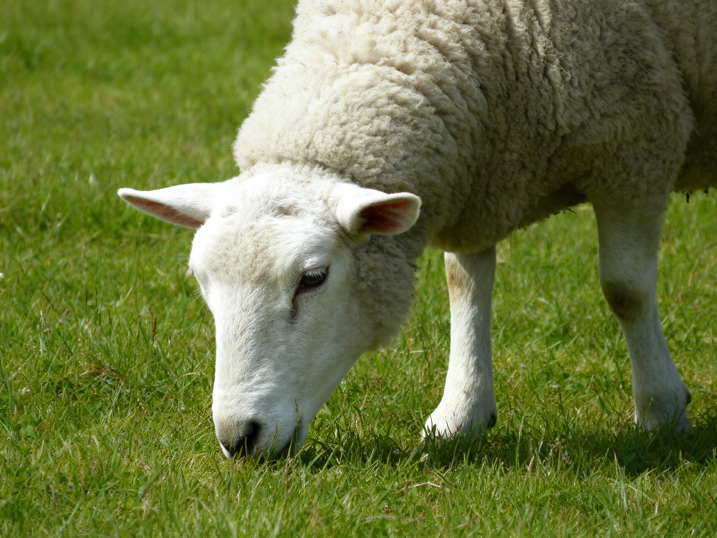 A thick-furred white sheep grazing on lush green grass