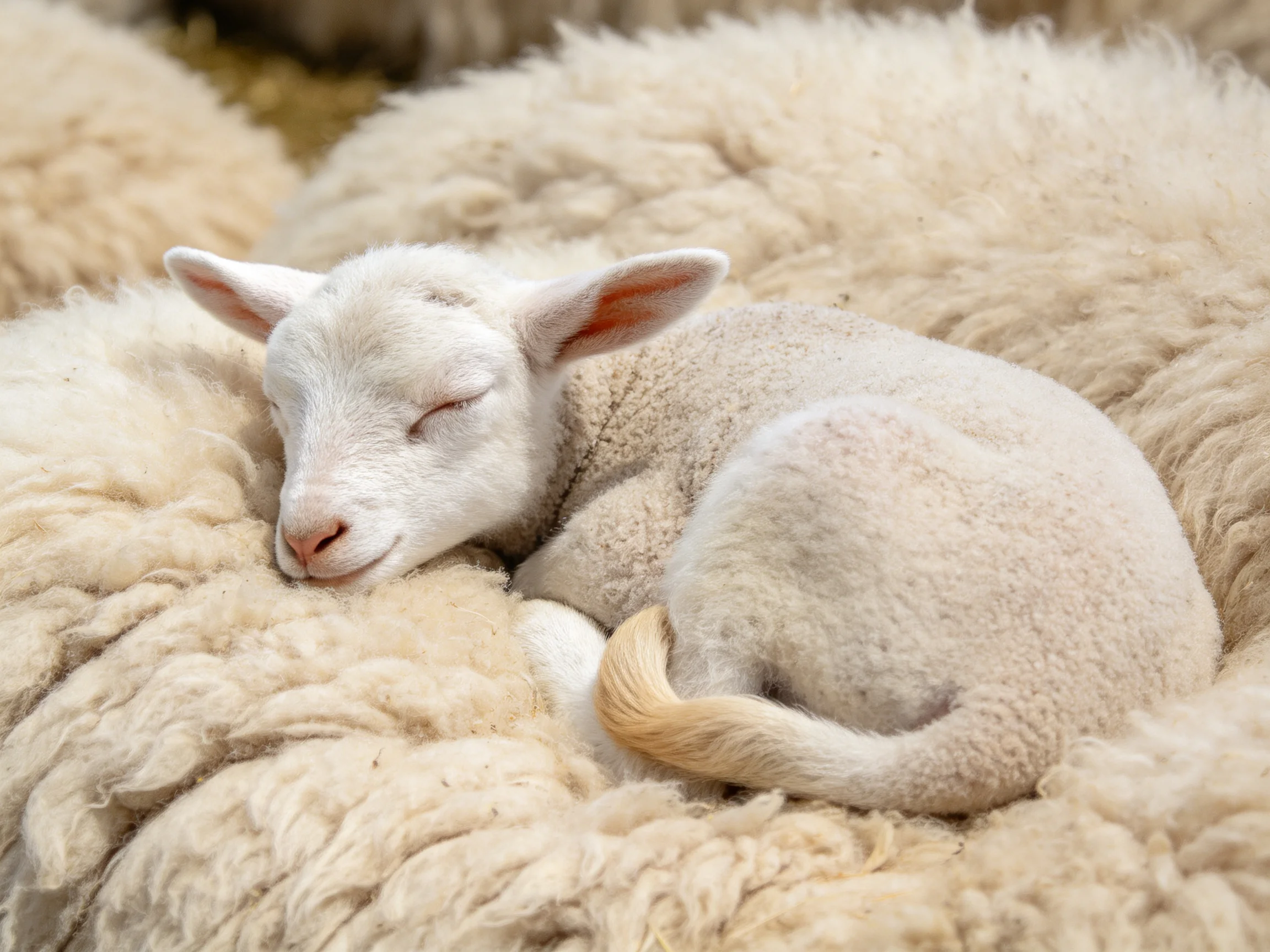 A tiny white lamb sleeps nestled in thick, creamy sheep wool.
