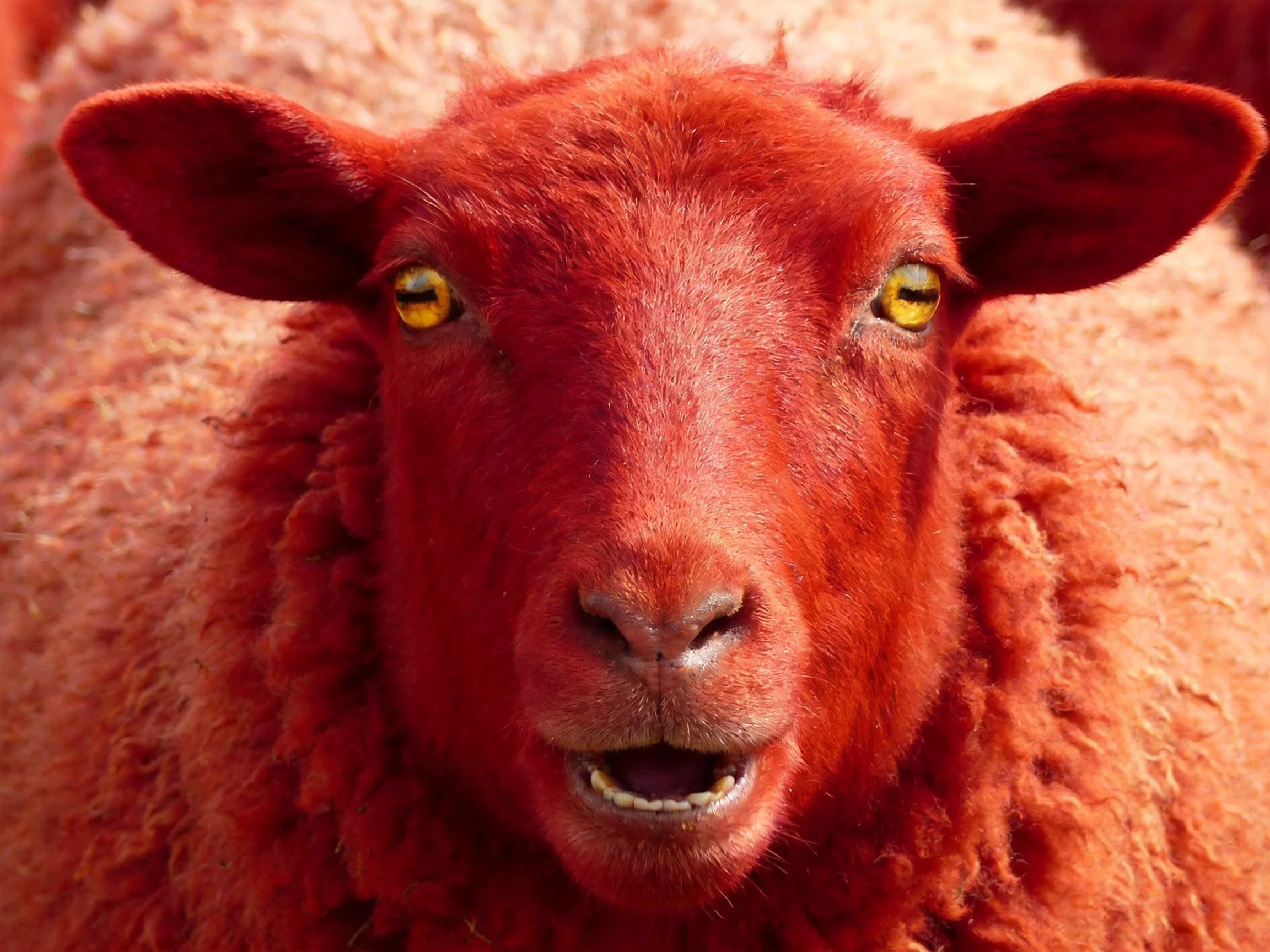 A vividly dyed red sheep with thick wool and yellow eyes