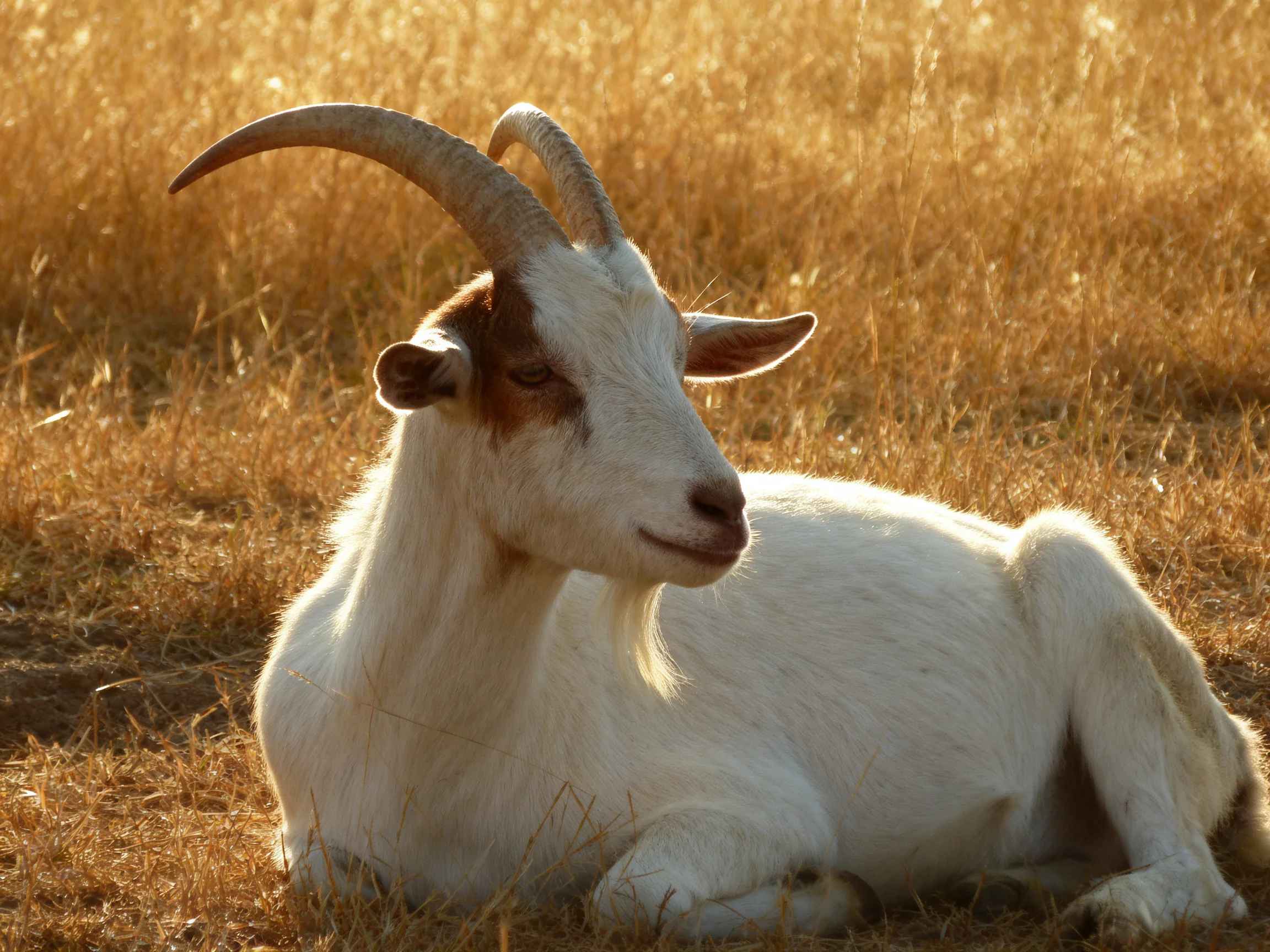 A white and brown goat rests in golden dry grass with large curved horns