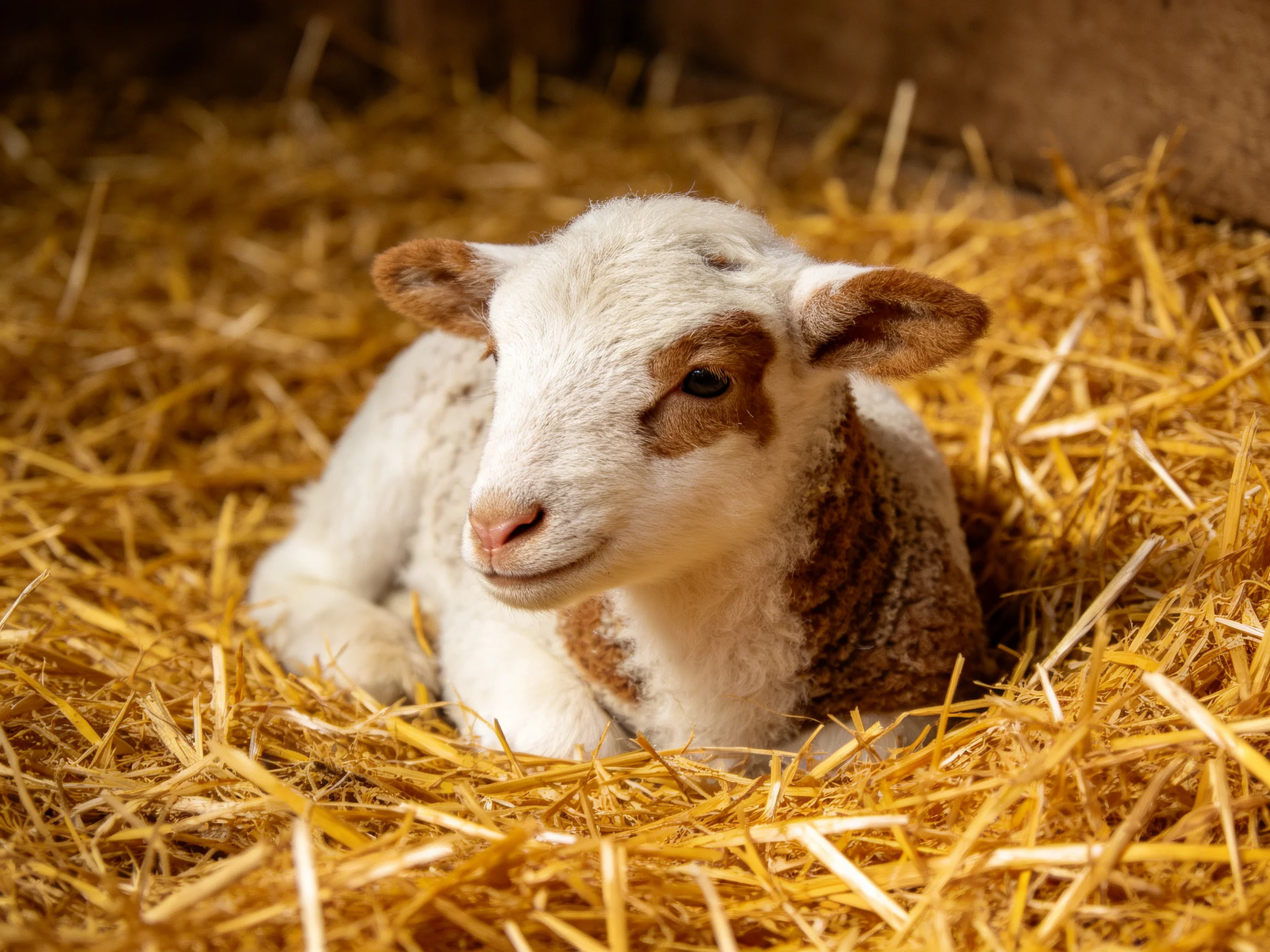 A young lamb with mixed fur color lies comfortably on straw inside a barn.