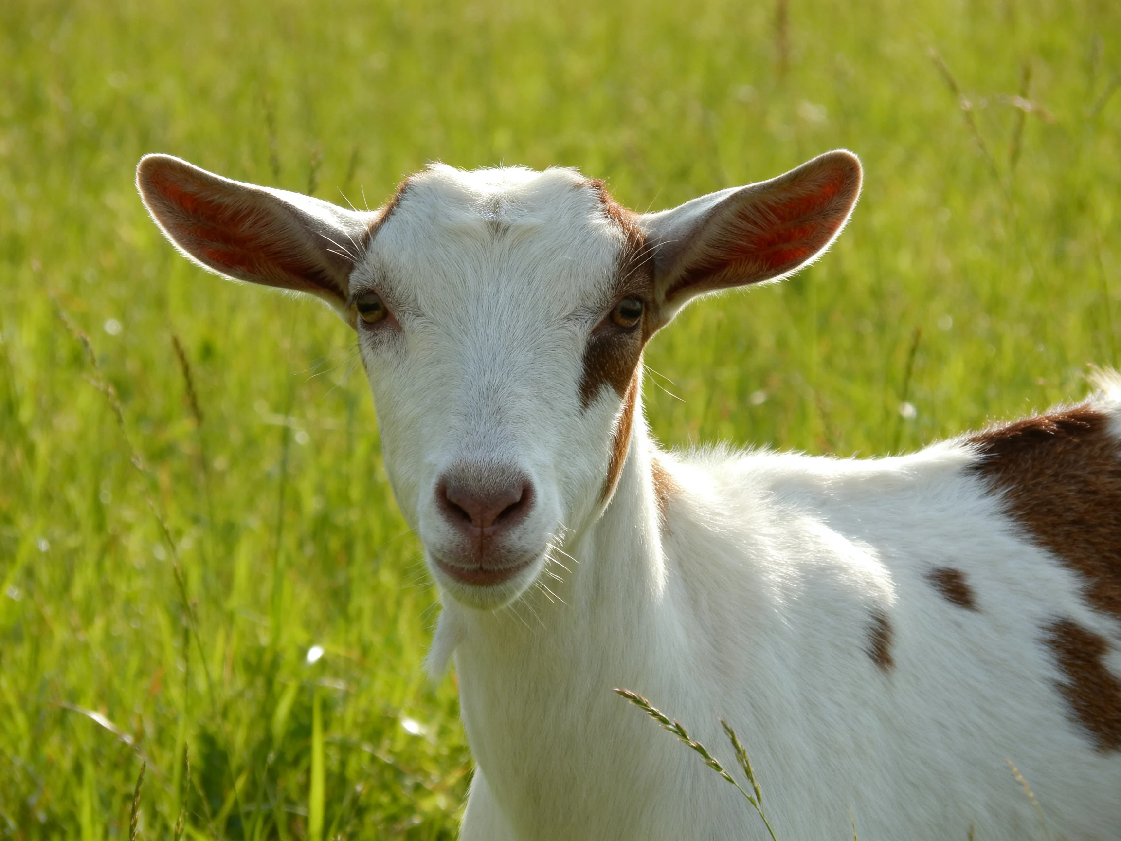 A white and brown-spotted goat stands in lush green grass