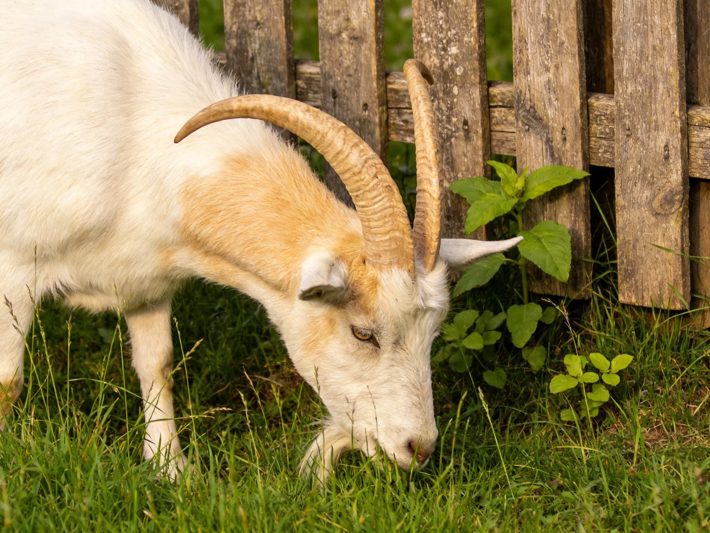 A white and tan goat grazing near an aged wooden fence