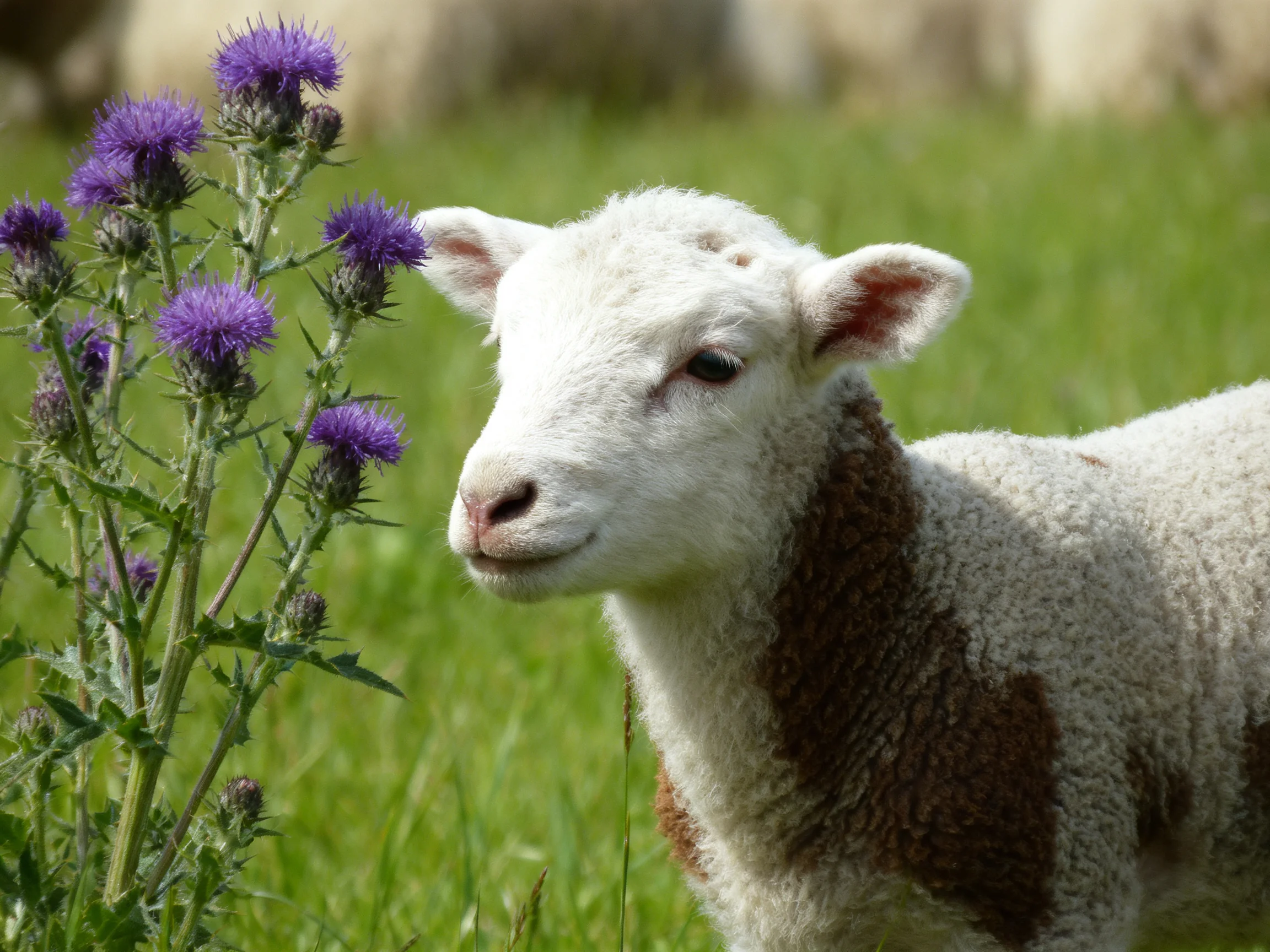 A white-furred lamb beside vivid purple thistle flowers in a lush meadow
