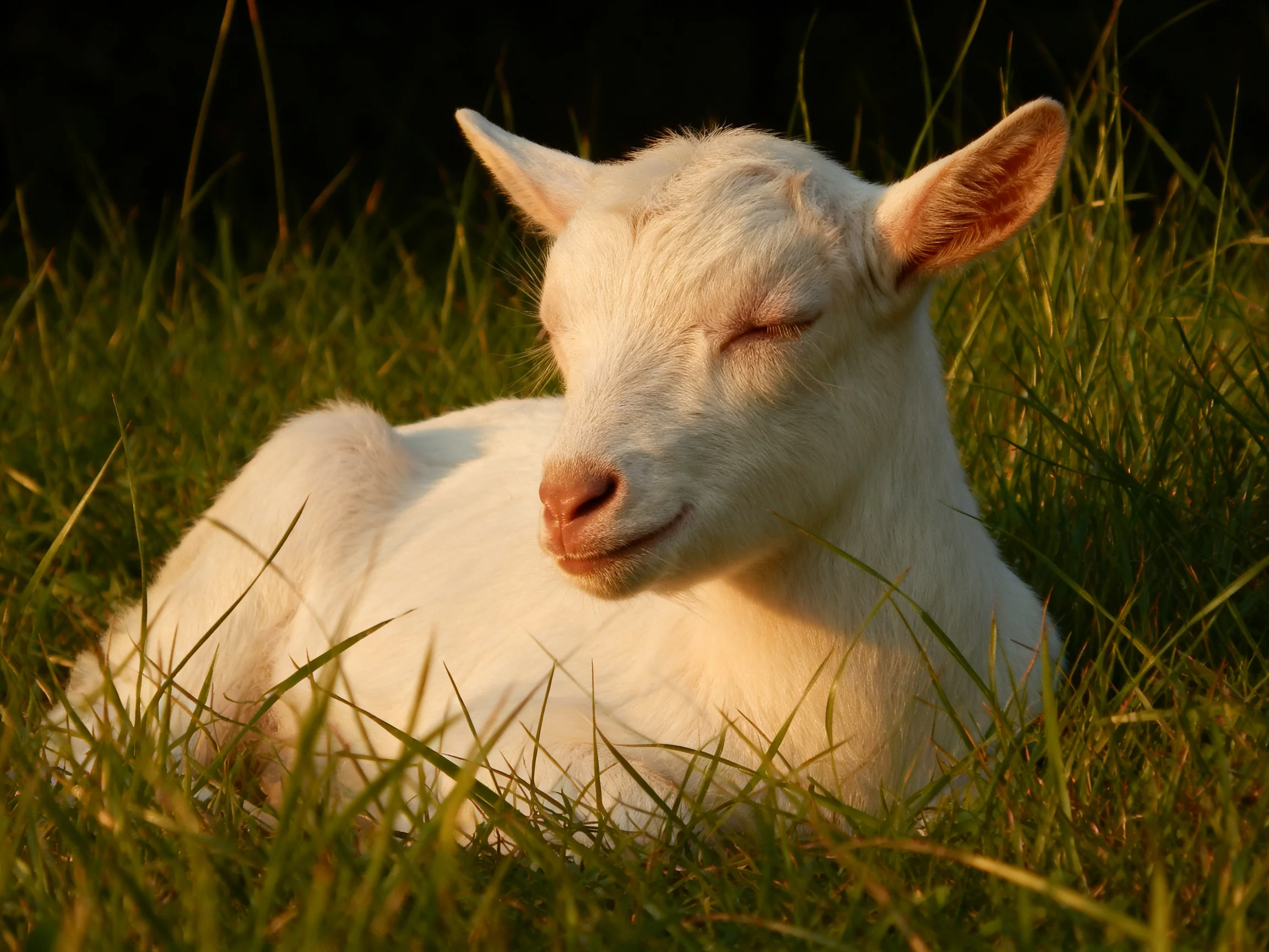 A white goat resting in lush green grass under golden-hour light