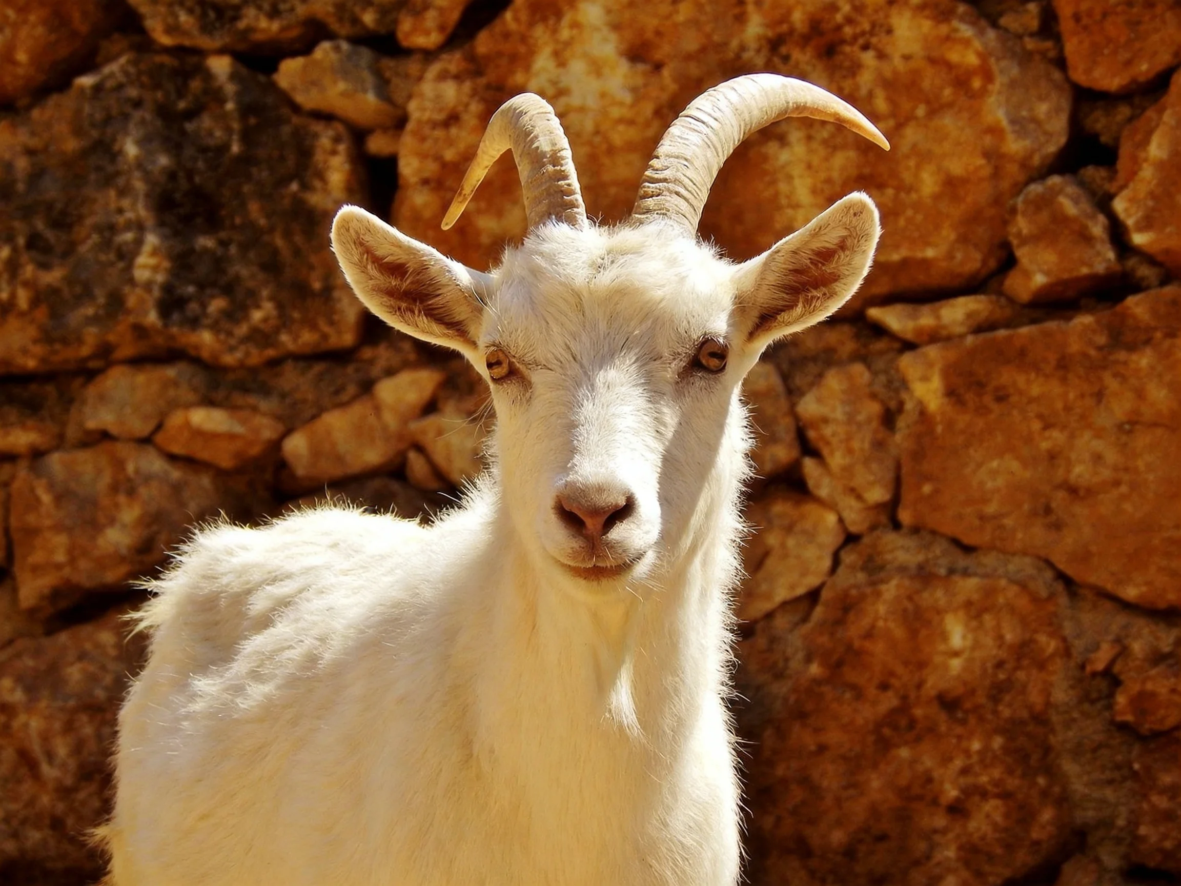 A white goat with curved horns stands before an aged stone wall