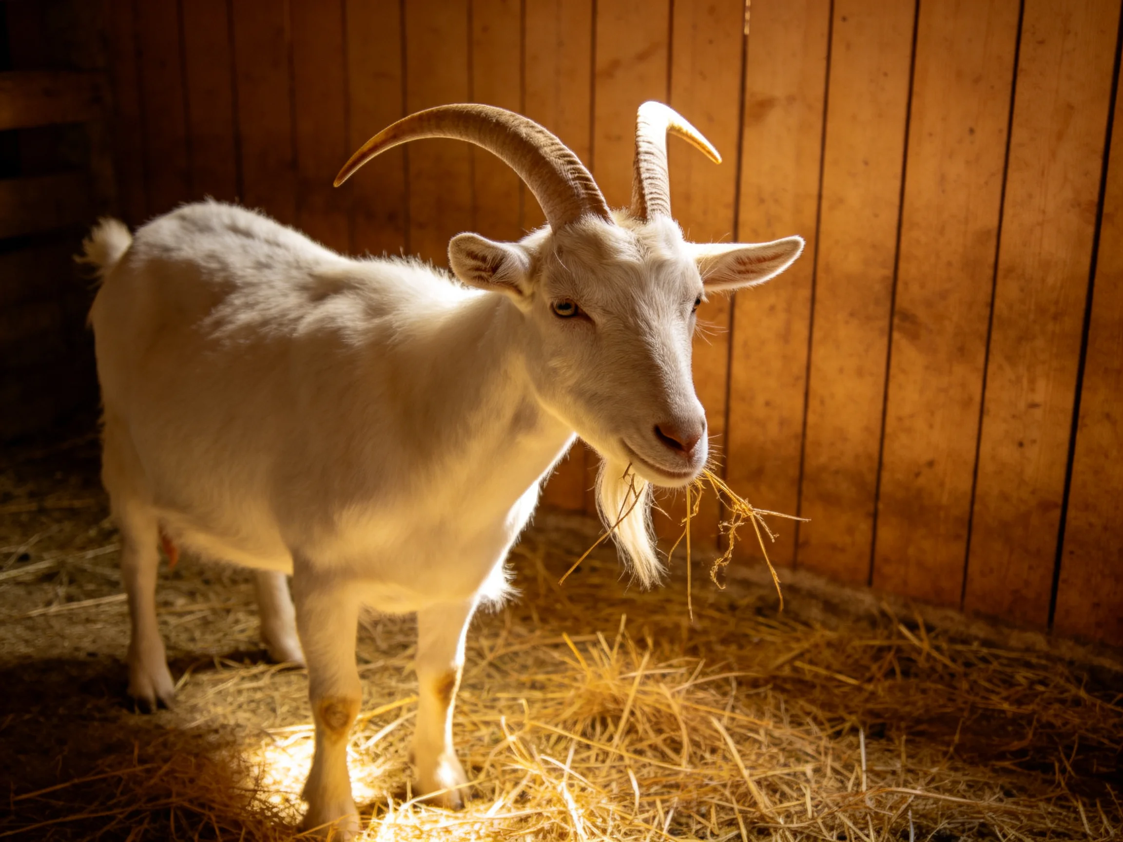 A white horned goat eating hay in a wooden barn