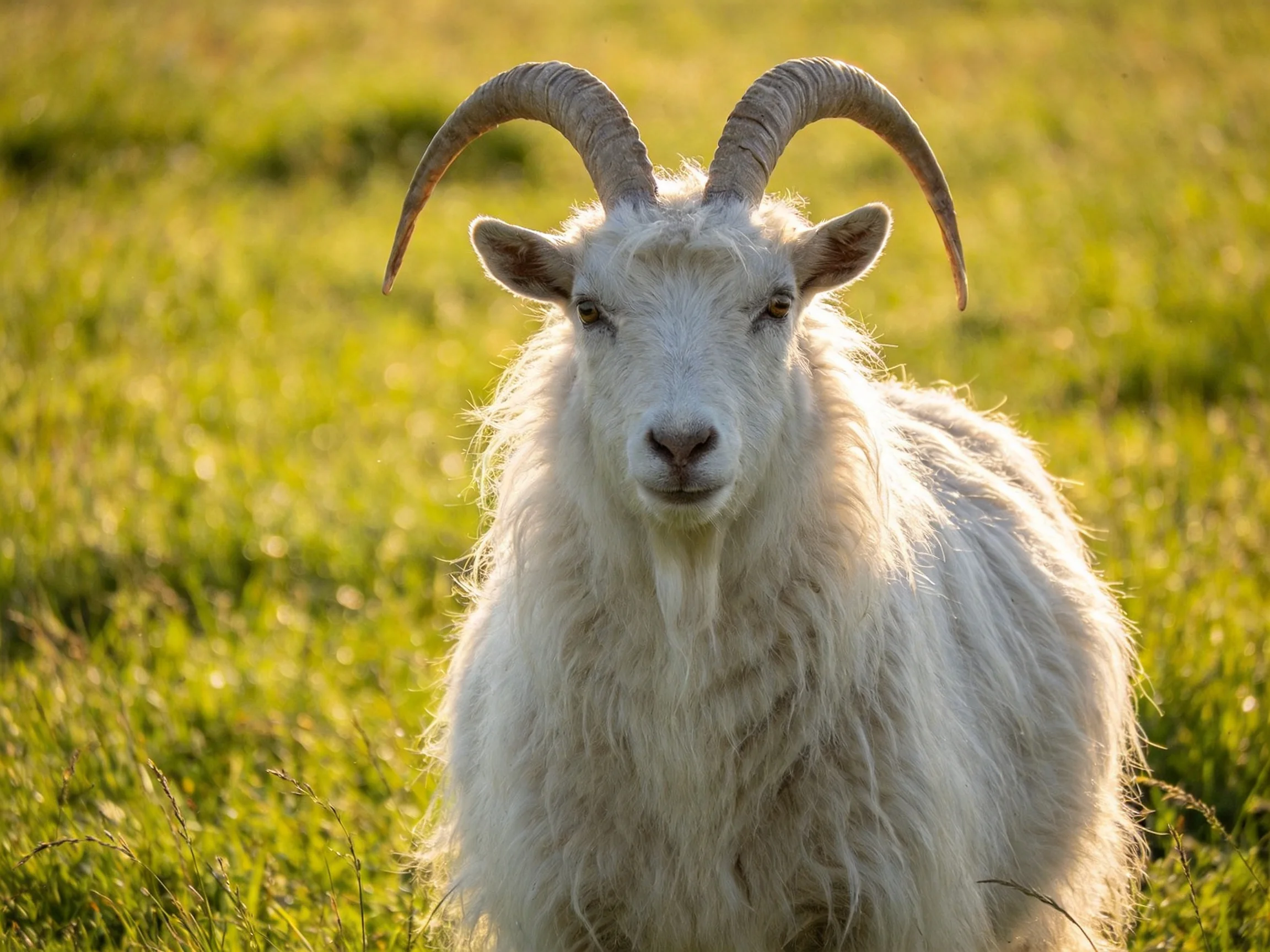 A white horned goat in a sunlit green meadow