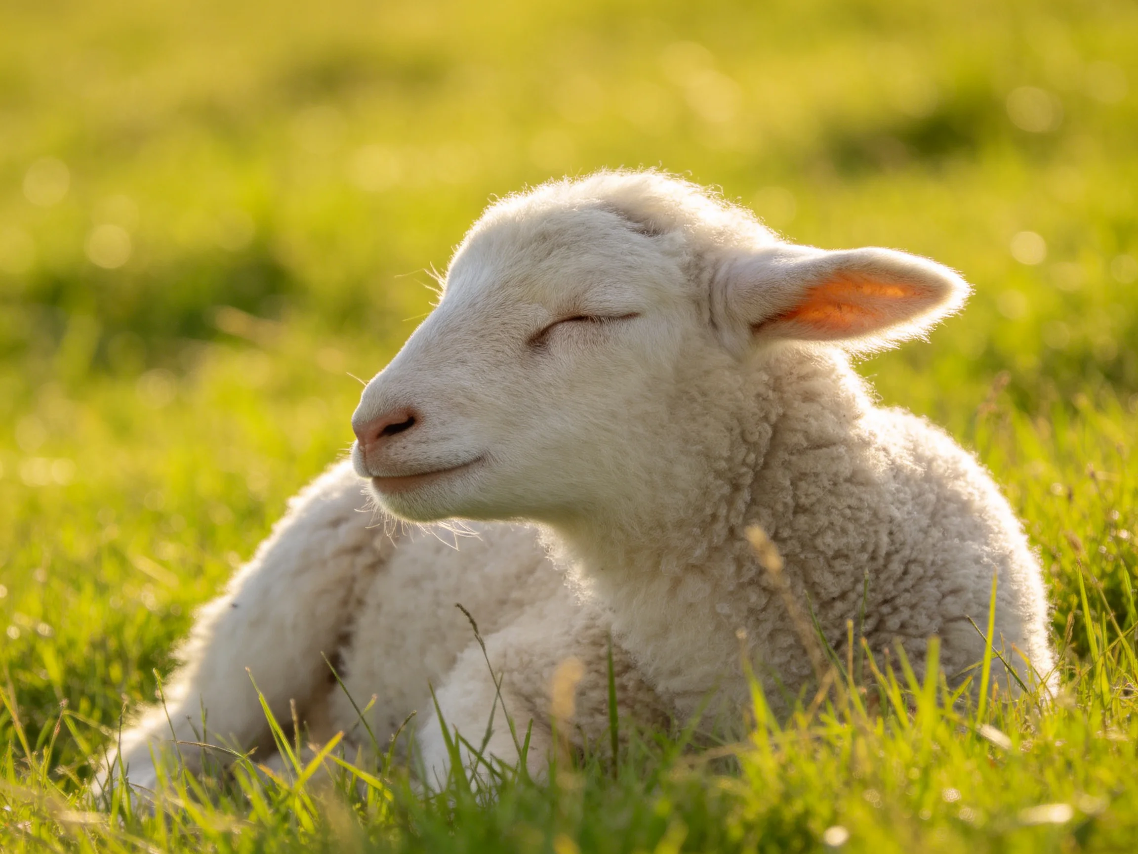 A white lamb napping in vibrant green grass under golden sunlight