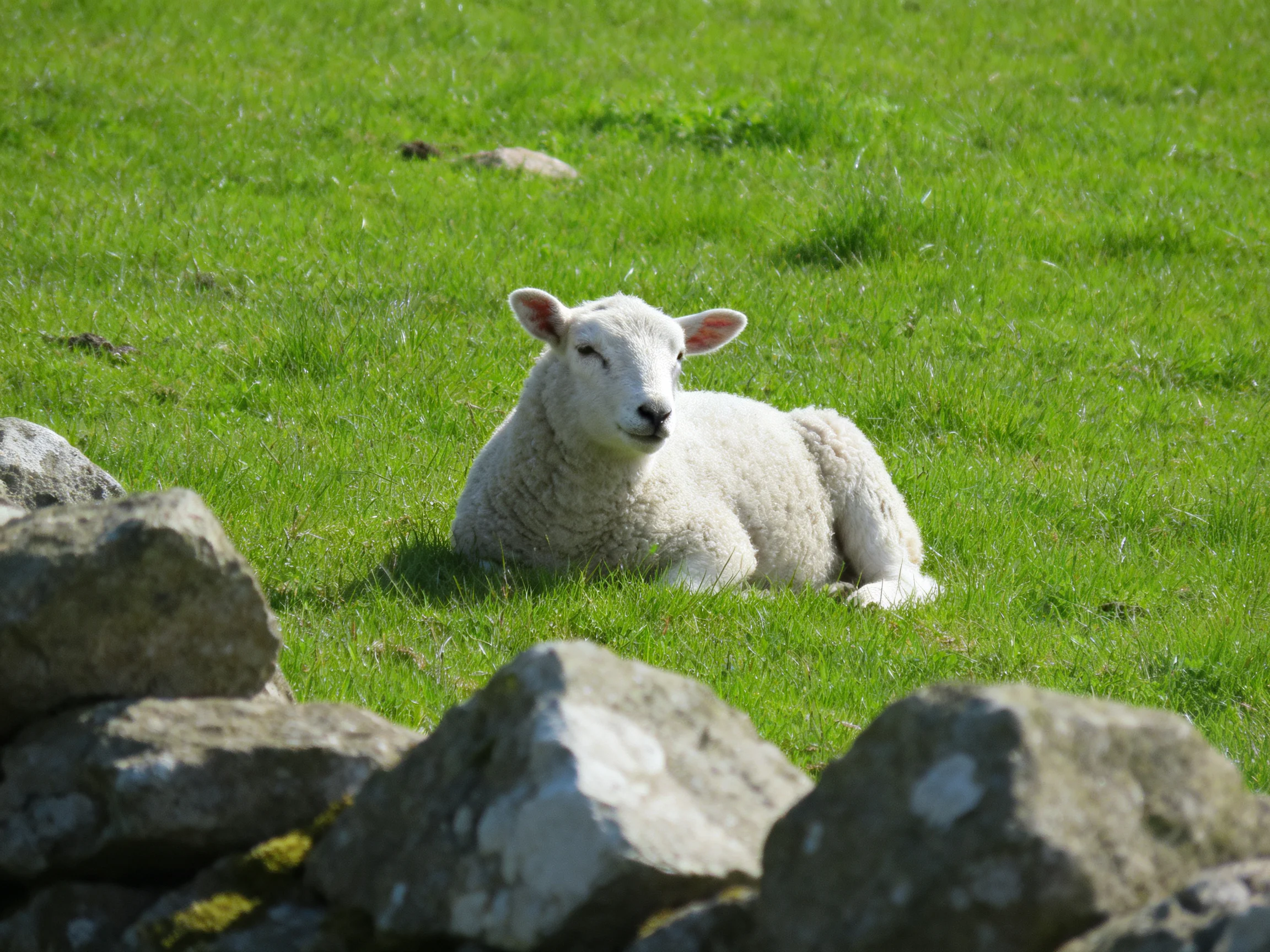 A white lamb resting in lush green grass near stone rocks