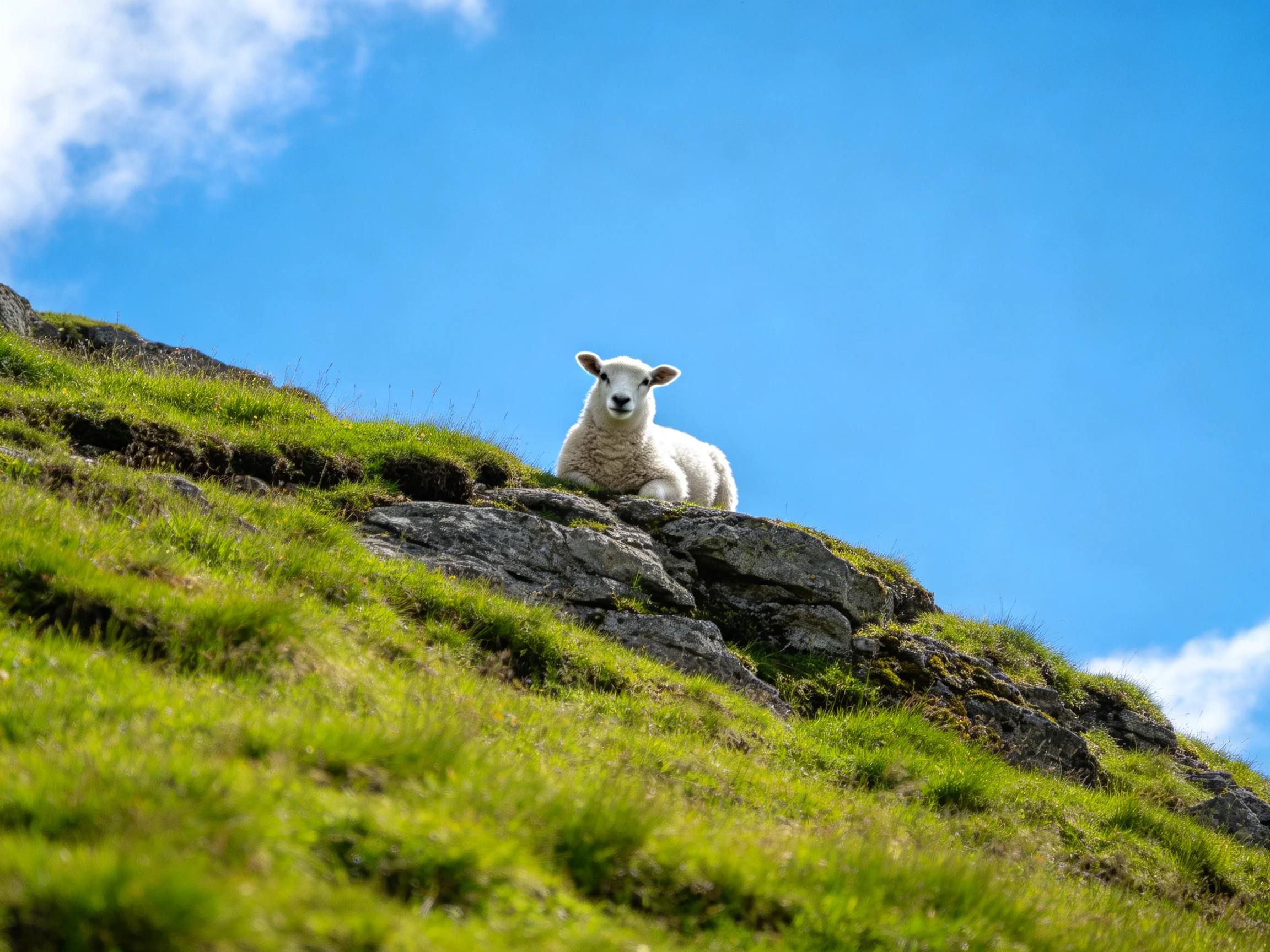 A white lamb rests on a rocky hillside with lush green grass